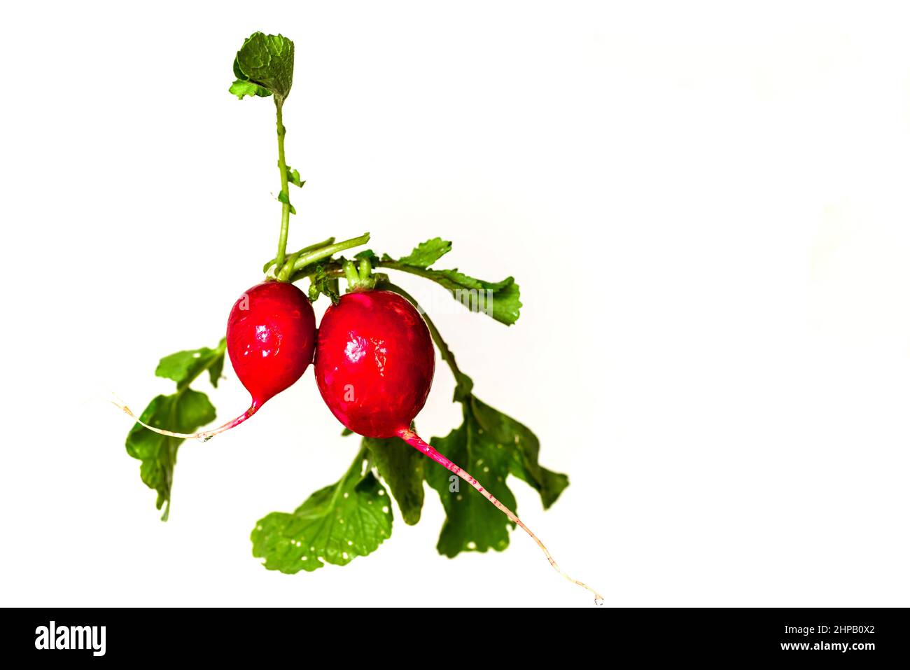 Two floating radishes with leaf isolated on white background. Stock Photo