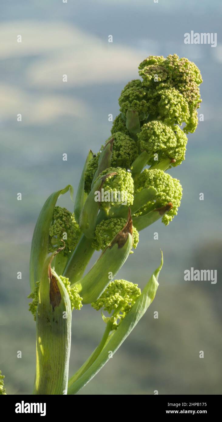 Large wild plant against blue sky and Andalusian valley Stock Photo