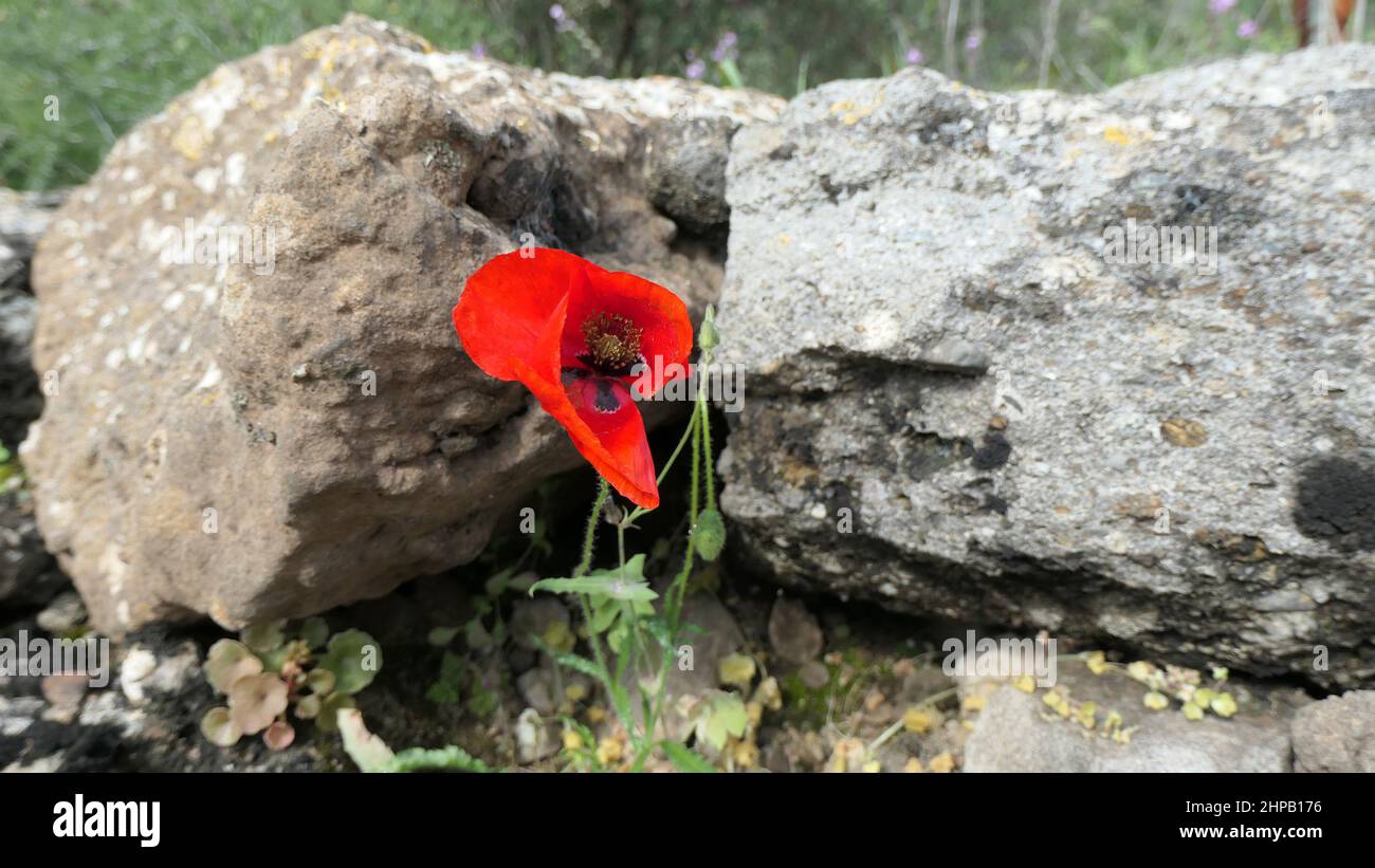 Closeup of wild red poppy on roadside verge in countryside in Andalusia Stock Photo