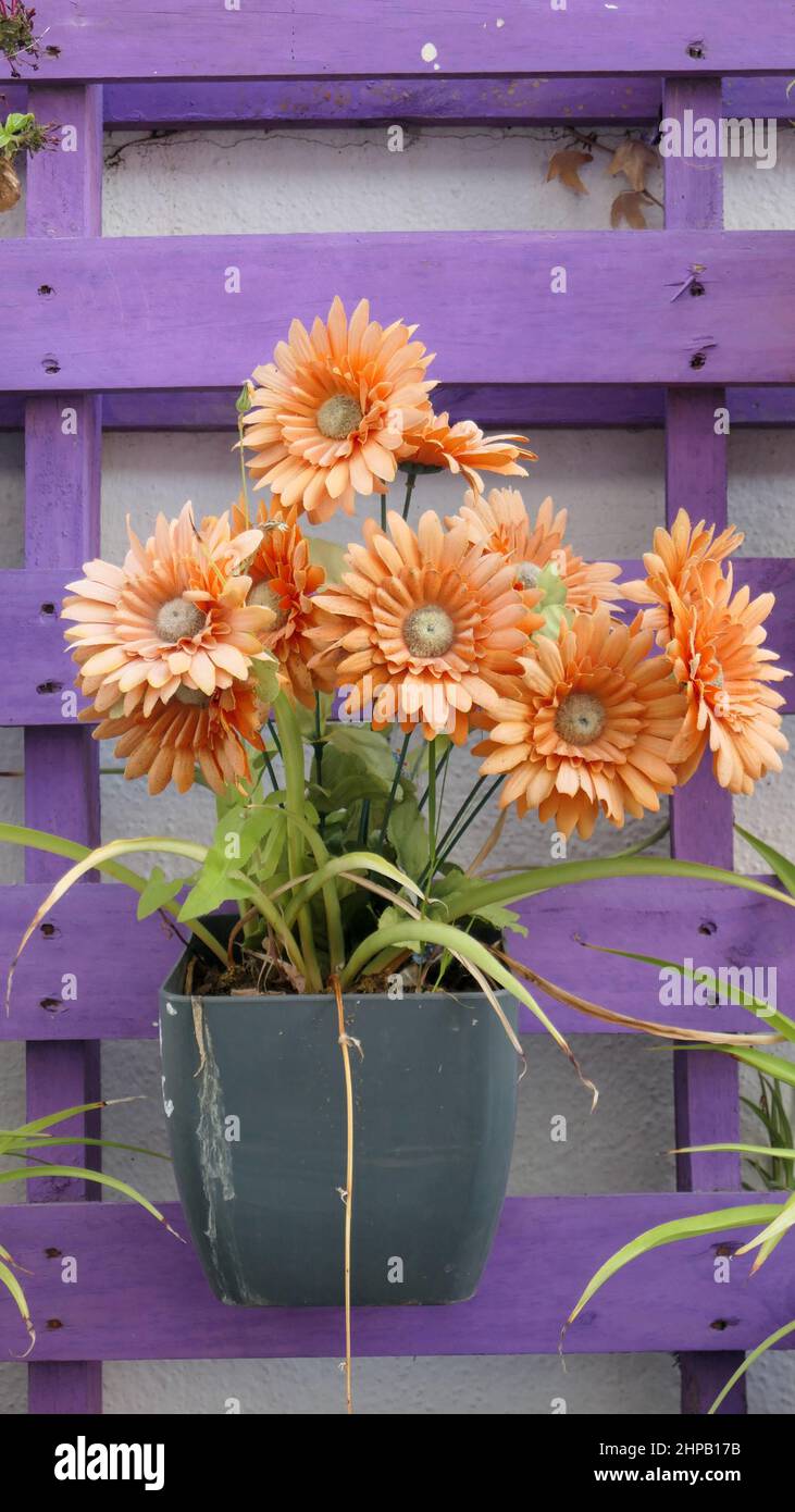 Bouquet of beautiful bright gerbera flowers in pot plant mounted on purple pallet Stock Photo
