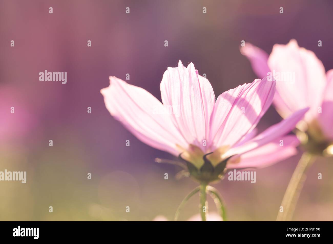 Beautiful cosmos flower sunrise hi-res stock photography and images - Alamy
