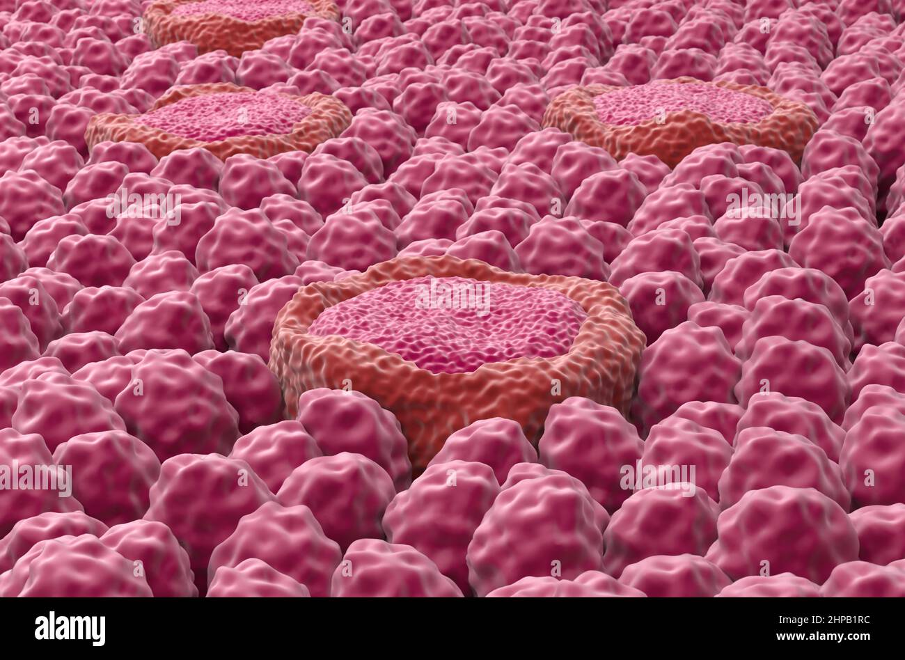 Taste bud receptor fields on the tongue - closeup view 3d illustration Stock Photo
