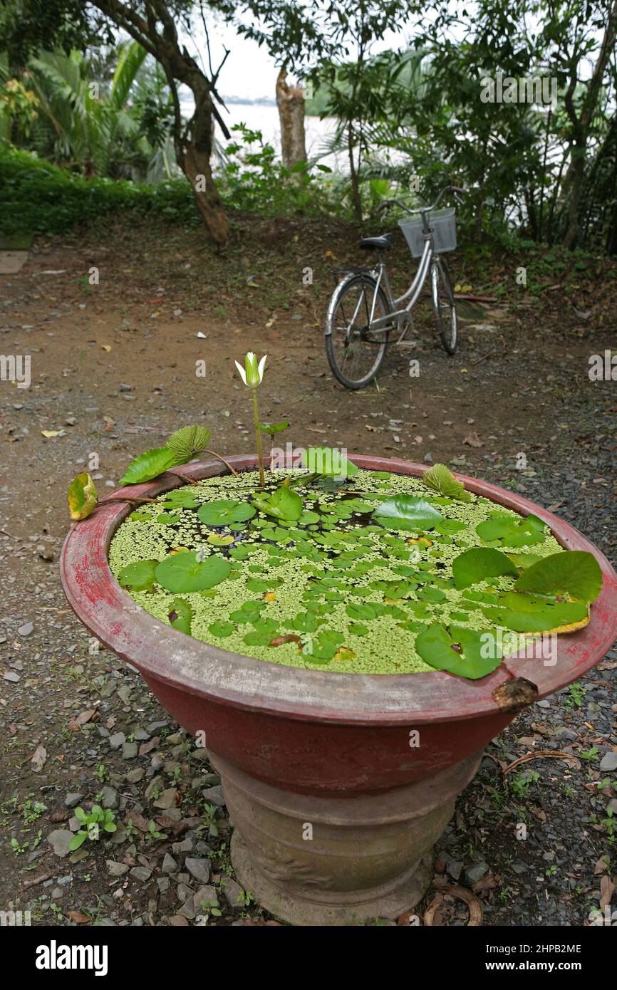 Small waterlily pool and bicycle: Tân Thạch, Châu Thành, Bến Tre, Vietnam Stock Photo