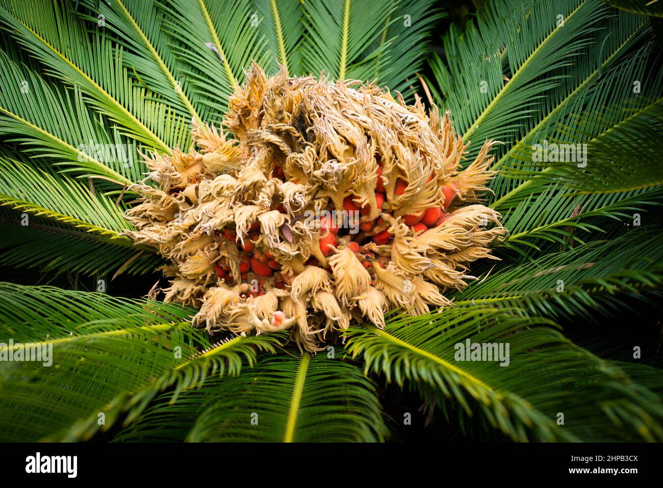Cycad (cycas revoluta) flower and fruit Stock Photo