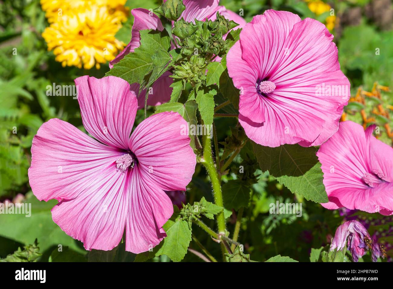 Lavatera trimestris a summer autumn fall flowering plant with a pink summertime flower commonly known as malva tree mallow, stock photo image Stock Photo