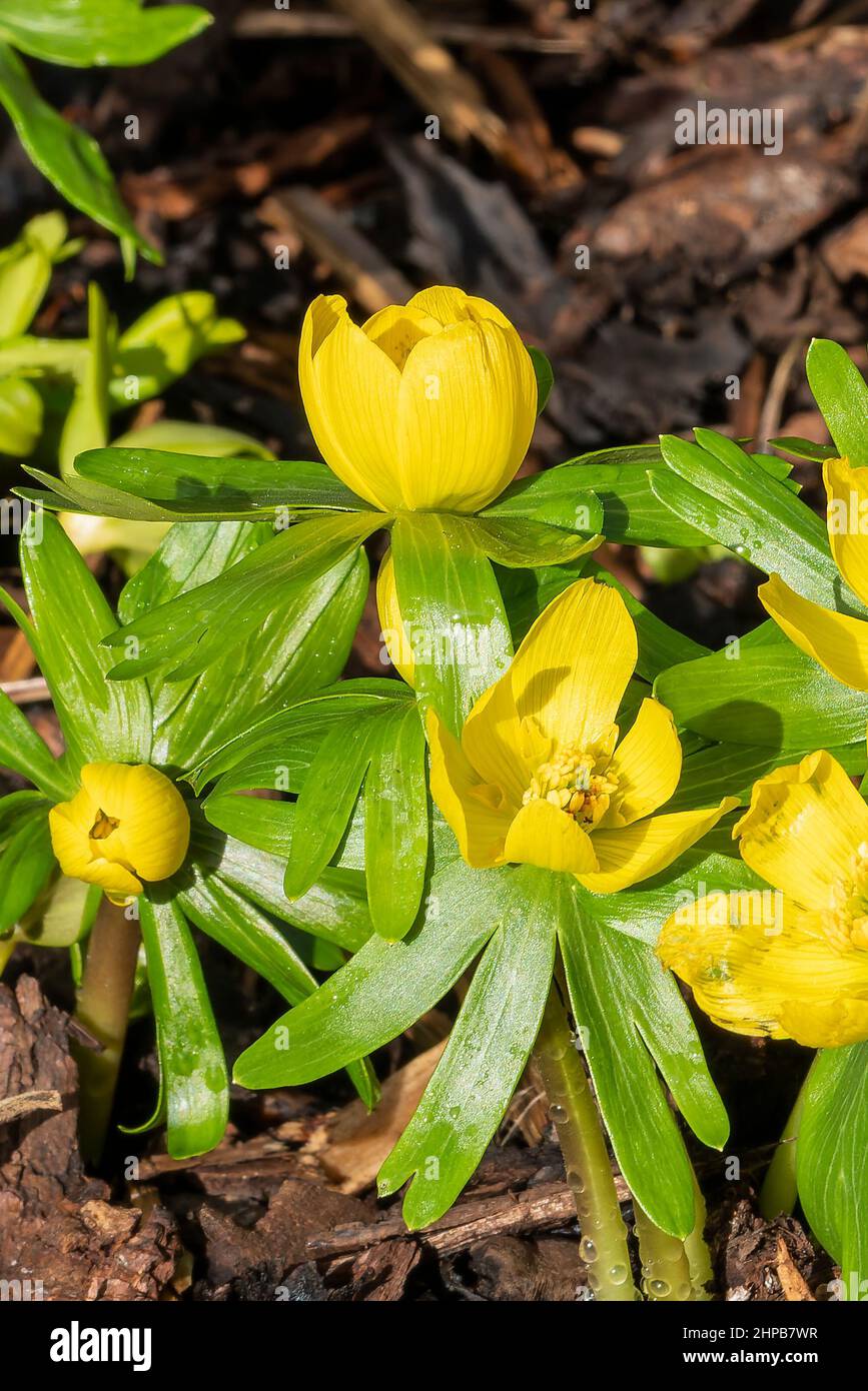 Eranthis hyemalis a late winter spring flowering plant with a yellow wintertime flower commonly known as winter aconite, stock photo image Stock Photo