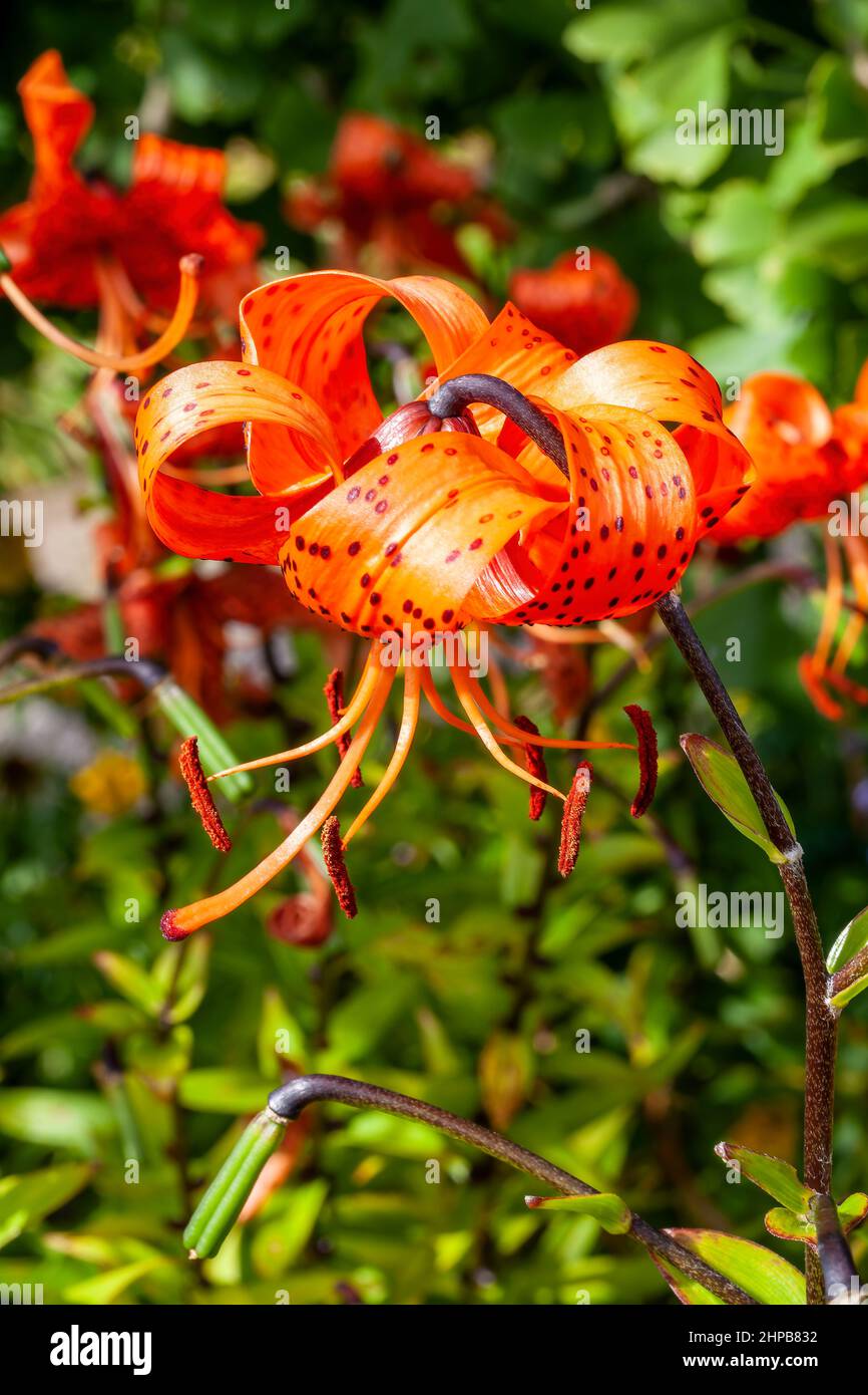 Lilium lancifolium a summer autumn fall flowering plant with an orange