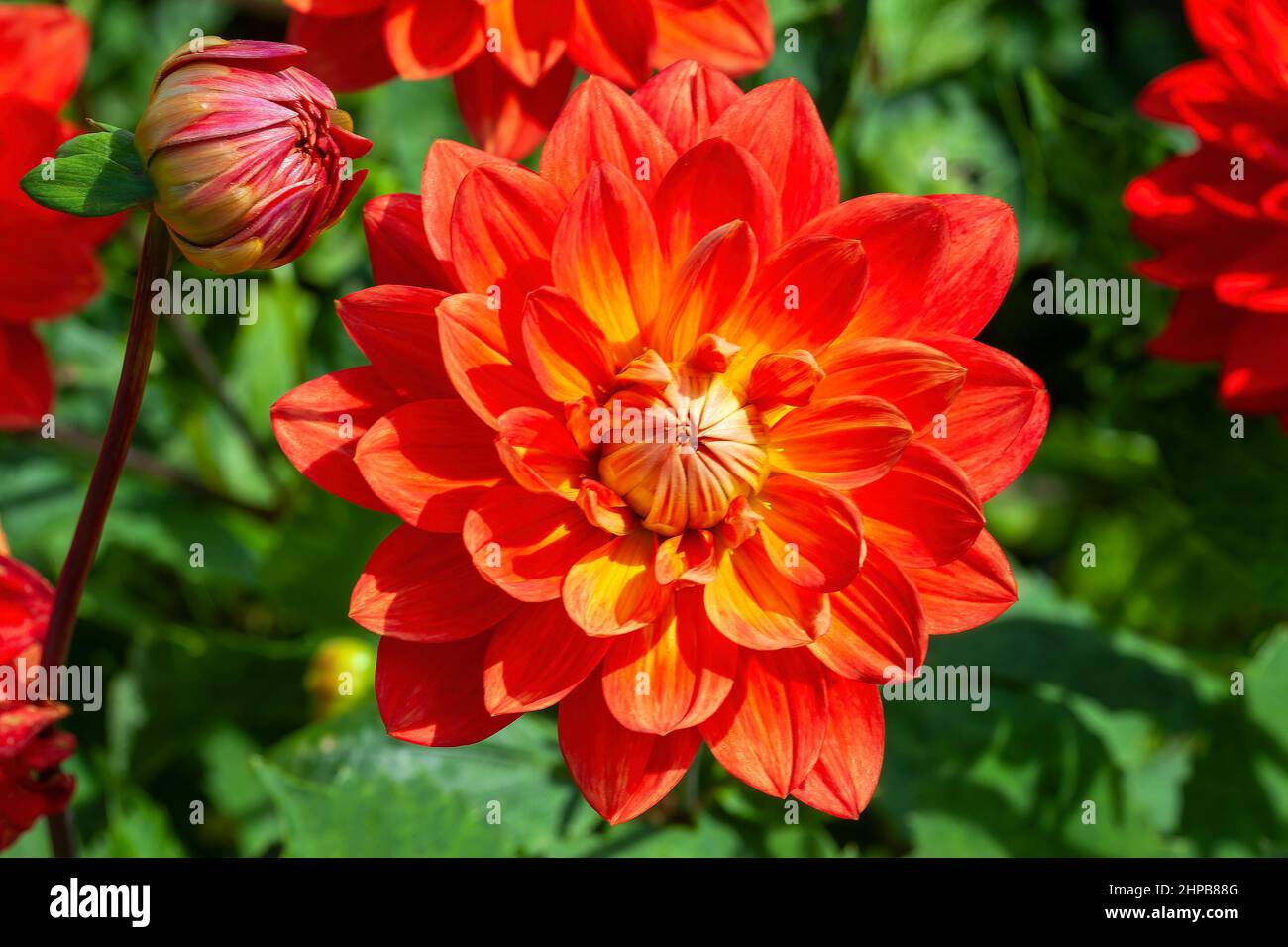 Dahlia coccinea var palmeri a summer autumn fall flowering plant with a red summertime flower commonly known as scarlet flowered dahlia, stock photo i Stock Photo