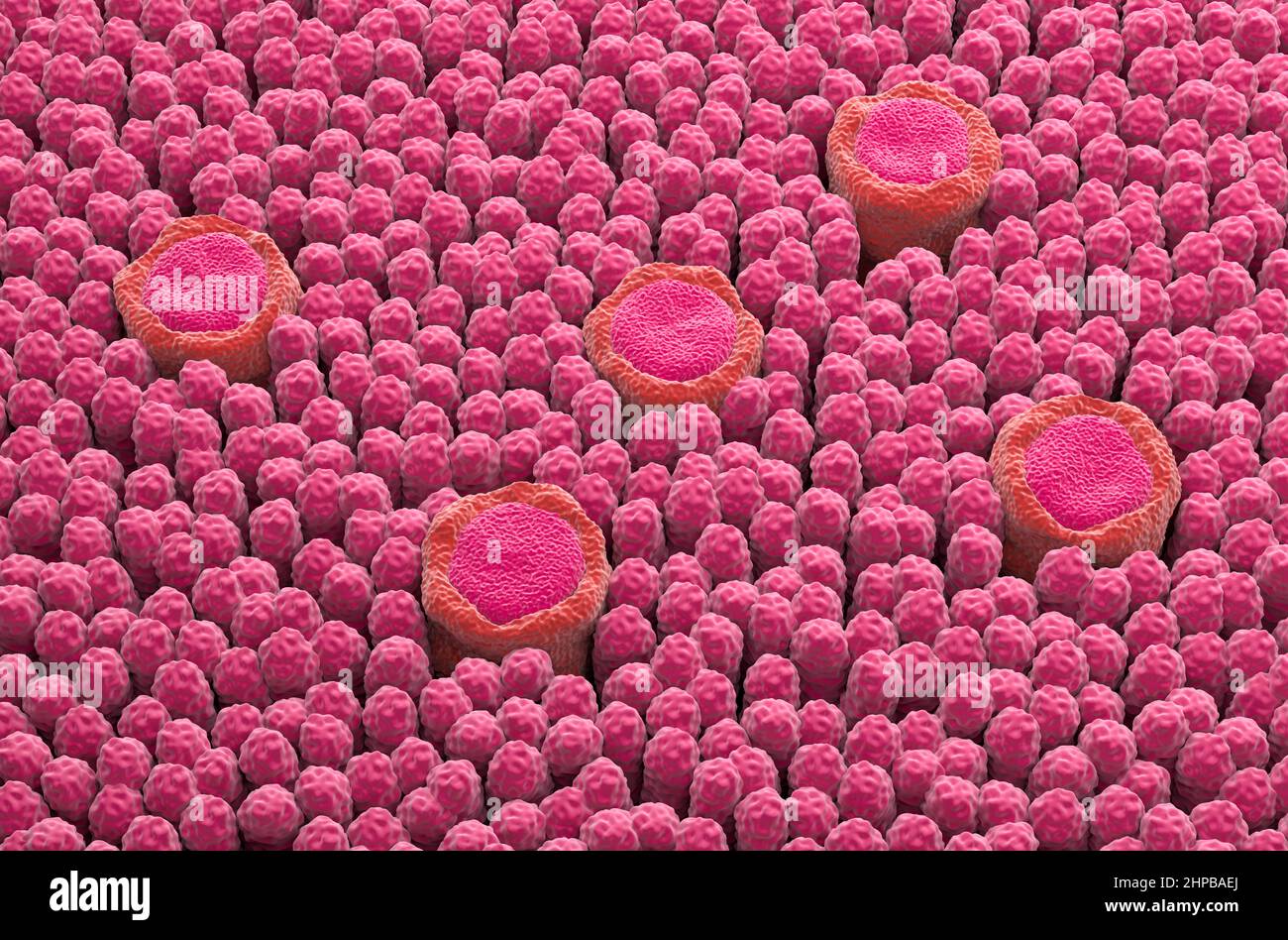 Taste bud receptor fields on the tongue - isometric view 3d illustration Stock Photo