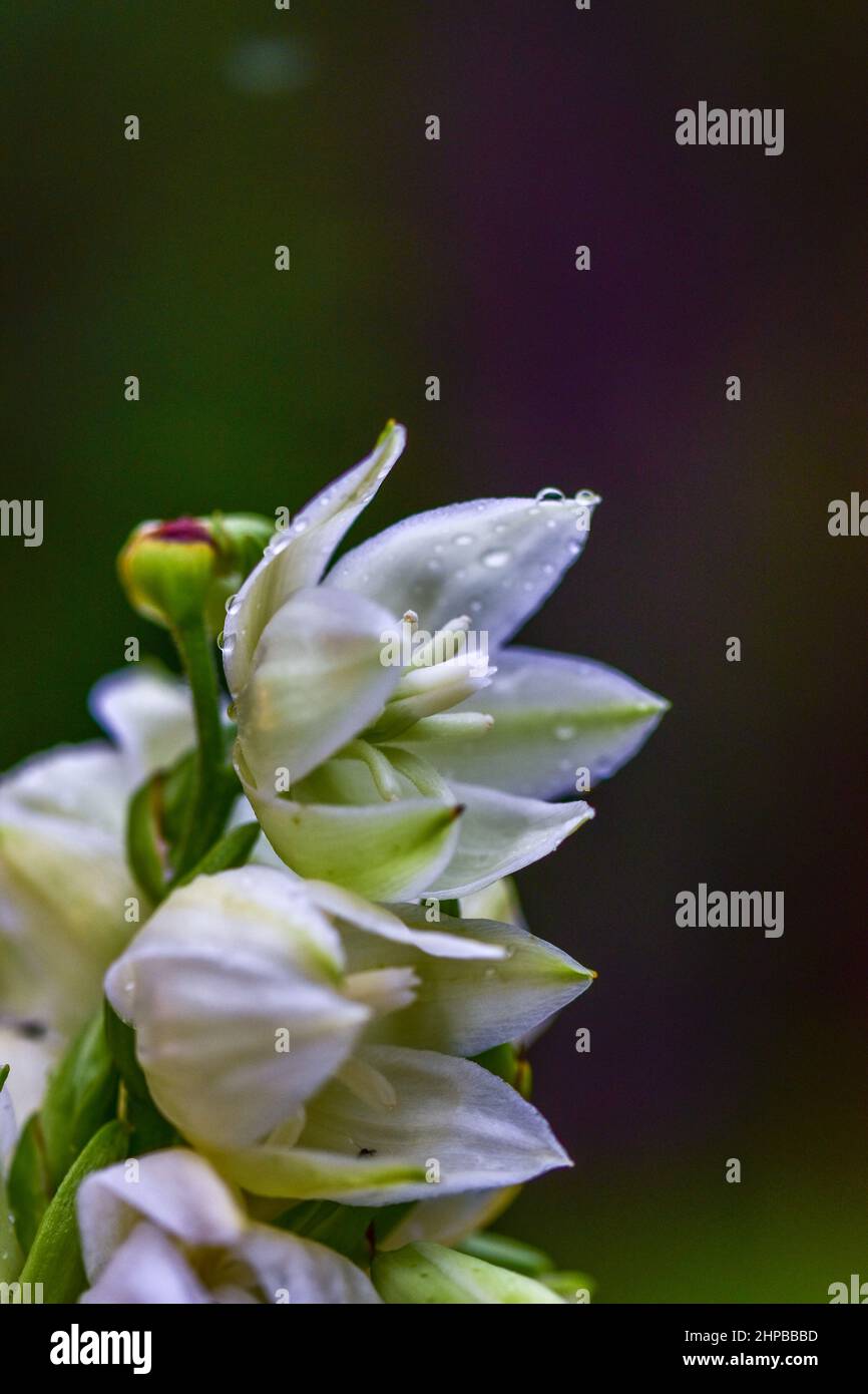 Vertical shot of tuberose growing on a blurred background. Stock Photo
