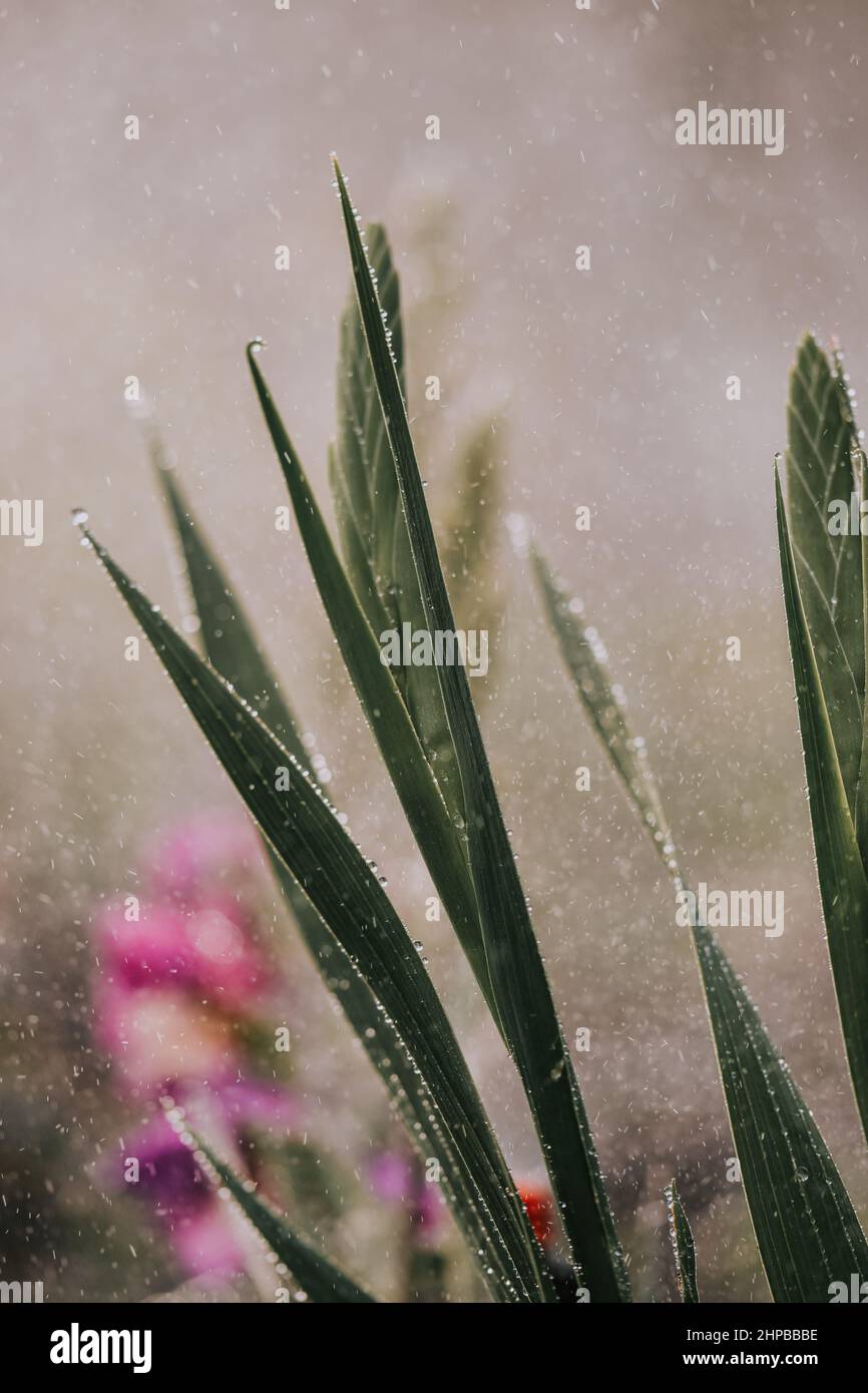 Vertical shot of wet grass in a blurry background Stock Photo - Alamy