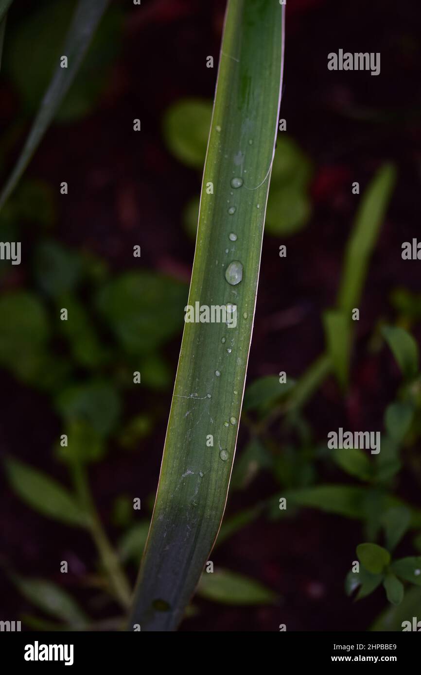 Vertical shot of wet grass in a blurry background Stock Photo - Alamy