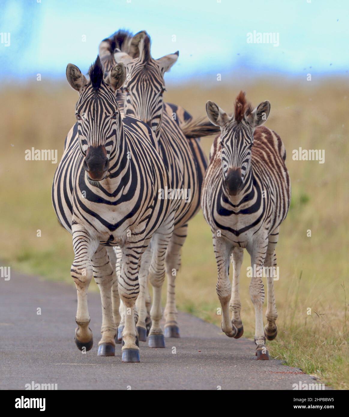Plains Zebra, South Africa Stock Photo Alamy