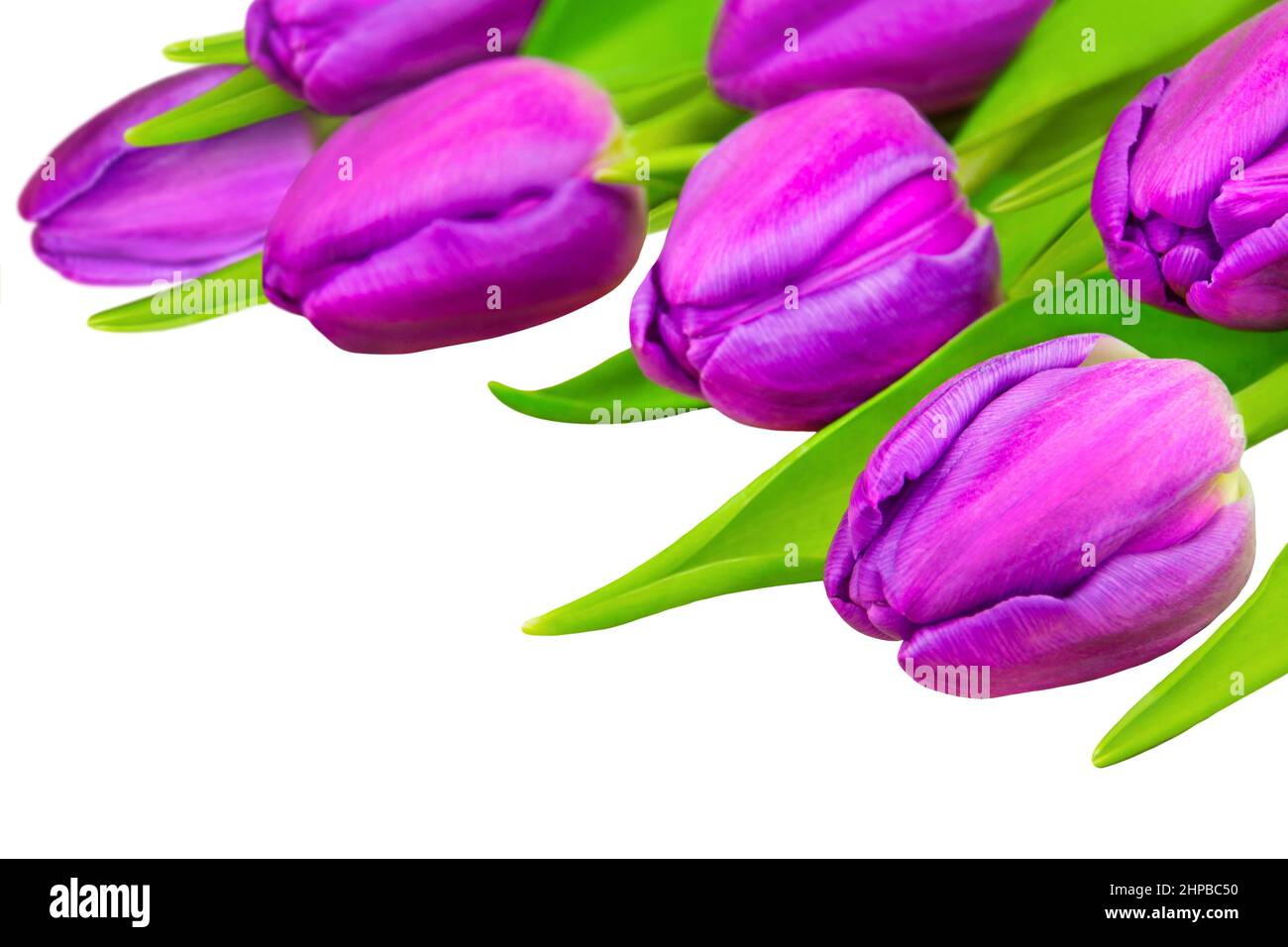 Purple tulips isolated against white background Stock Photo
