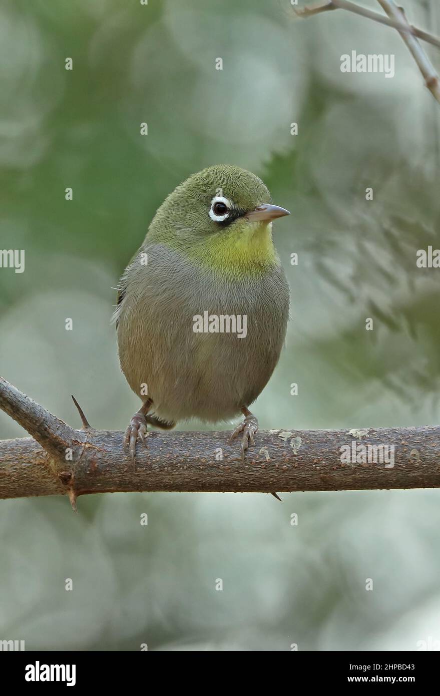 Abyssinian White-eye (Zosterops abyssinicus arabs) adult perched on branch Oman                     December Stock Photo