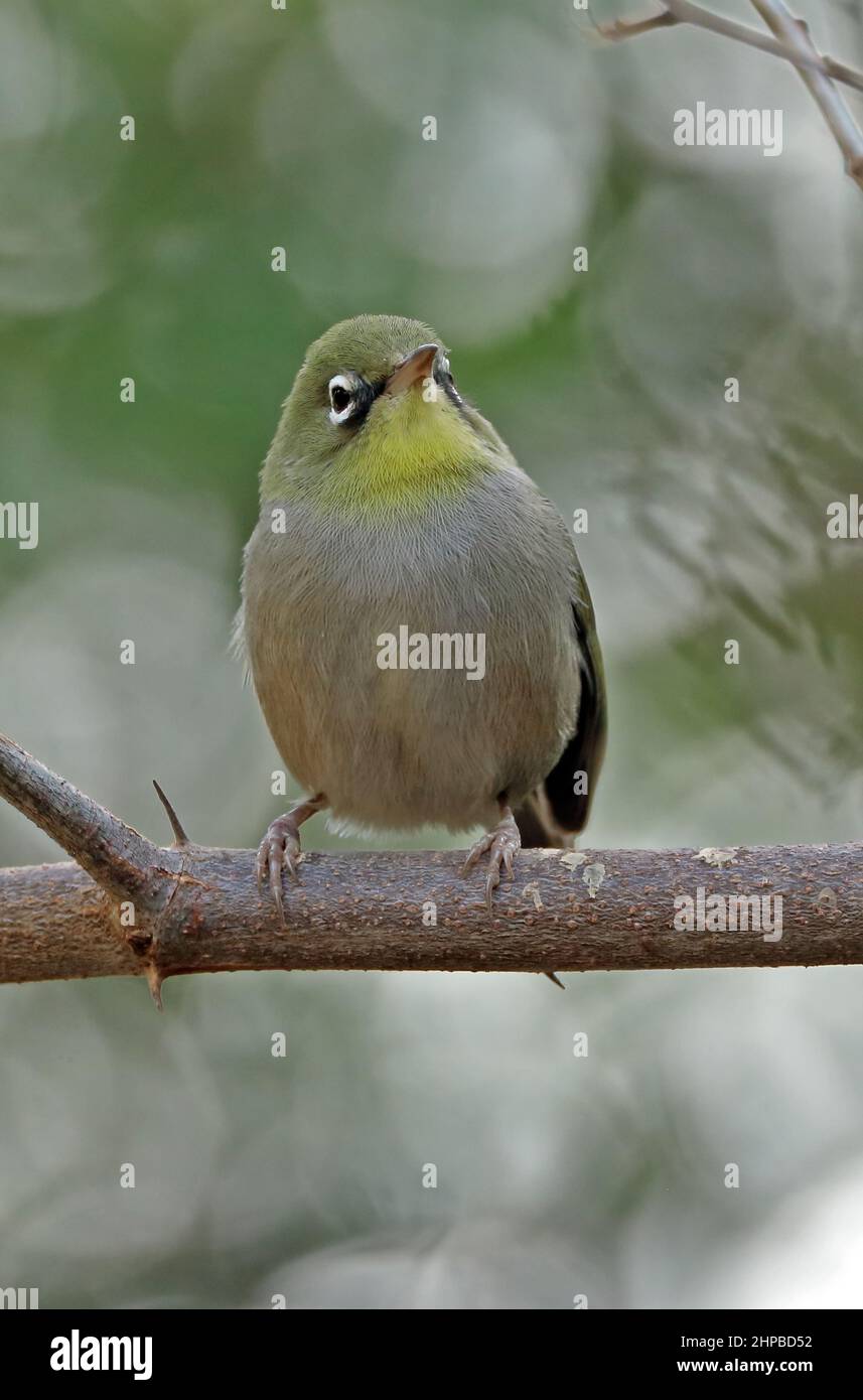 Abyssinian White-eye (Zosterops abyssinicus arabs) adult perched on branch Oman                     December Stock Photo