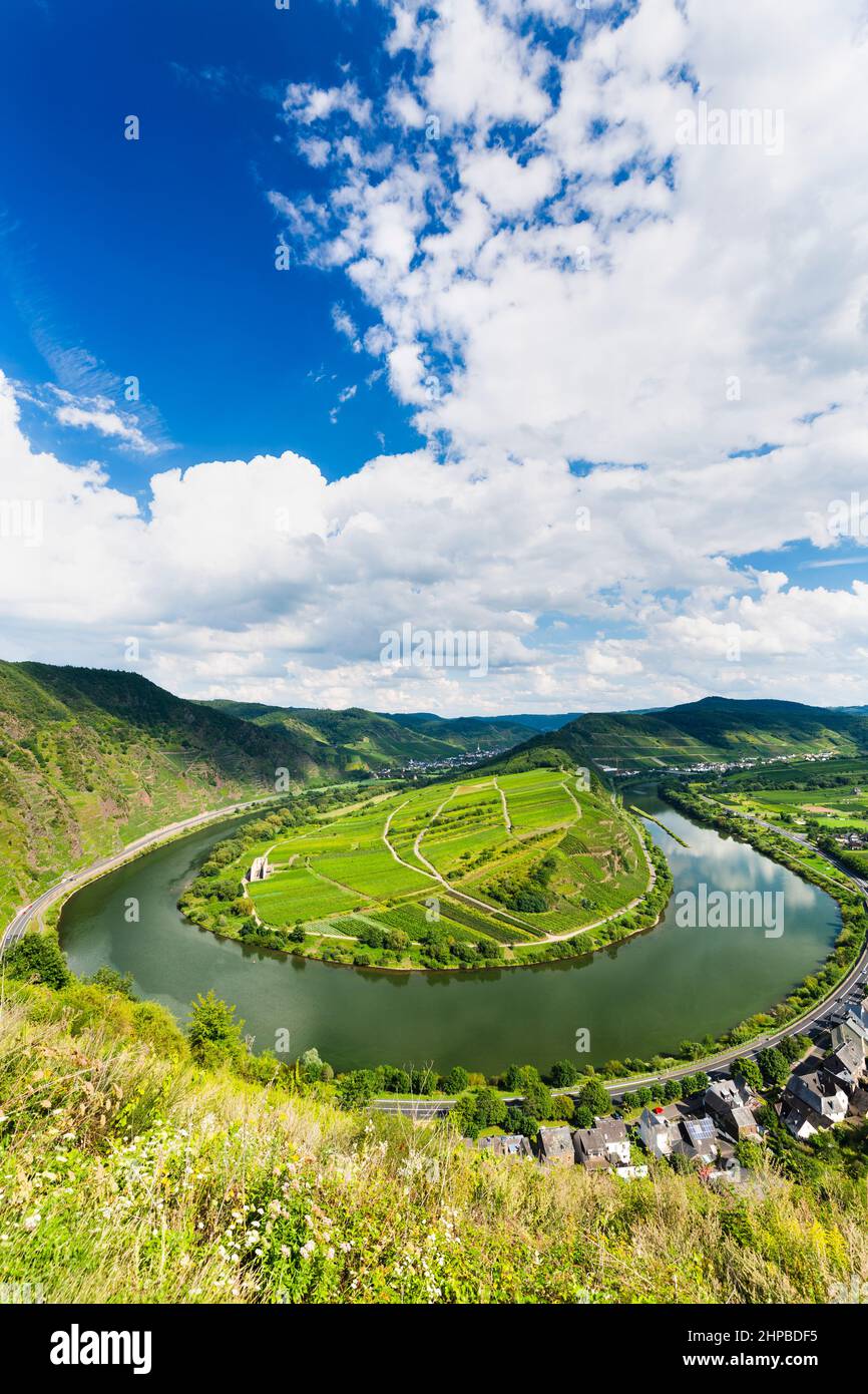 View of a riverbend of the Moselle River in the Eifel village of Bremm in Germany in summer. Seen from the Calmont vineyards with blue sky. Stock Photo
