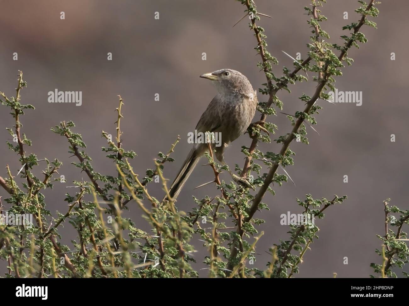 Arabian Babbler (Argya squamiceps muscatensis) adult perched in top of thorn bush Oman                         December Stock Photo