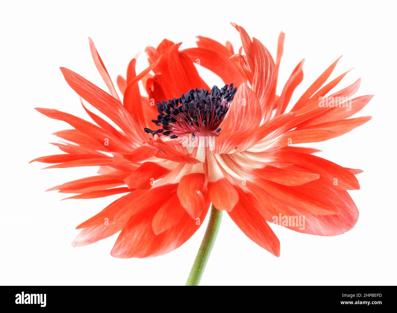 Close up of a double Anemone Stock Photo