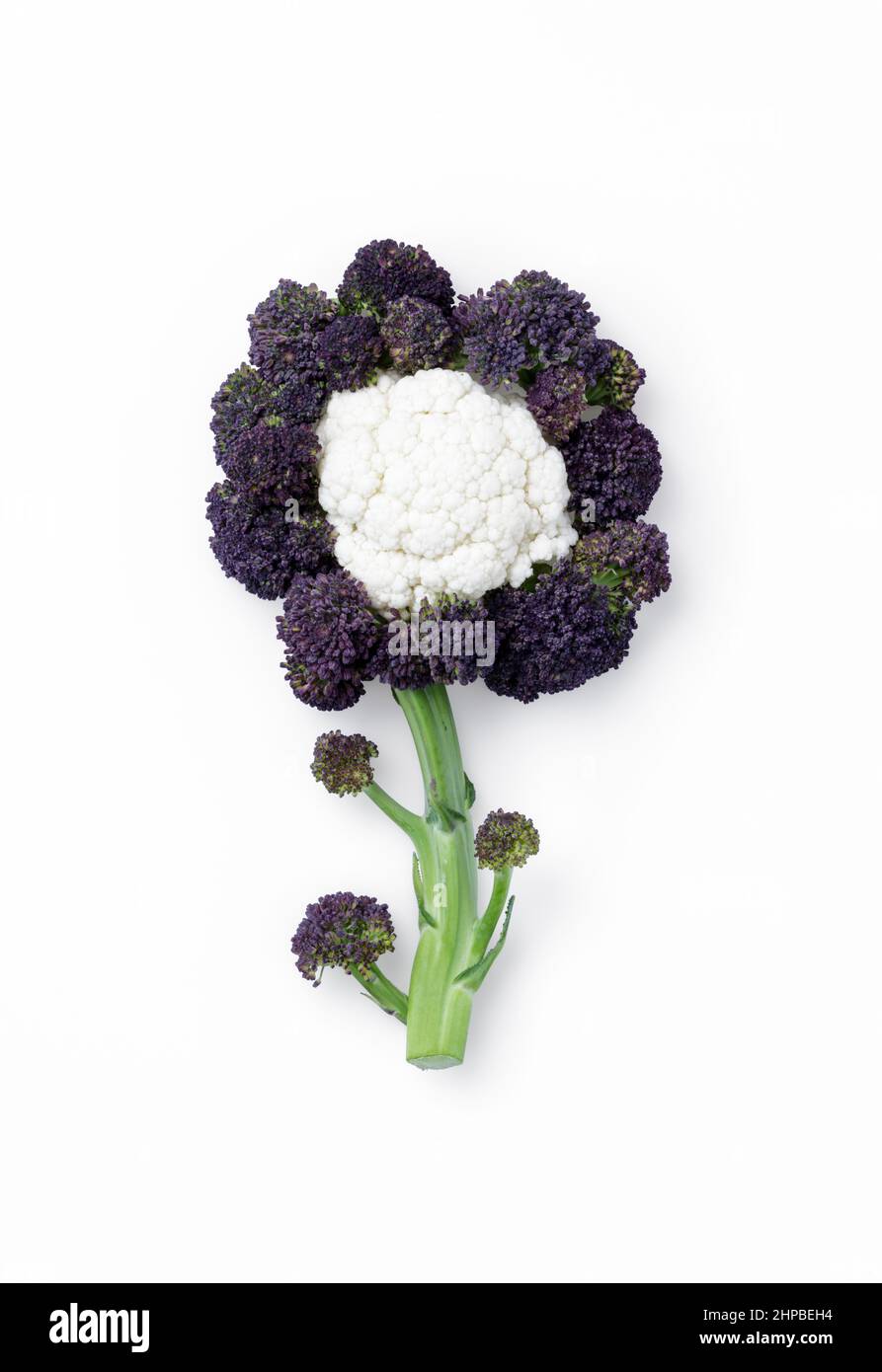 Fresh Cauliflower and sprouting Broccoli arranged in the shape of a flower Stock Photo