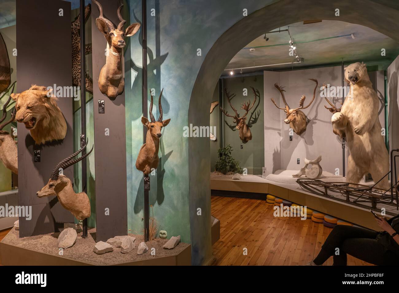 Collection of exotic hunting trophies in Museum of Hunting and Horsemanship in Royal Lazienki Park in Warsaw, Poland. Stock Photo