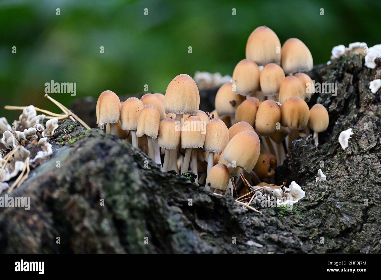 Mushrooms on tree trunk Stock Photo Alamy