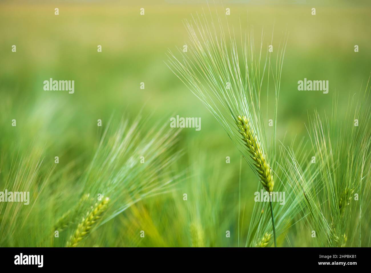 Barley grain is used for flour, barley bread, barley beer, some whiskeys, some vodkas, and animal fodder. Stock Photo