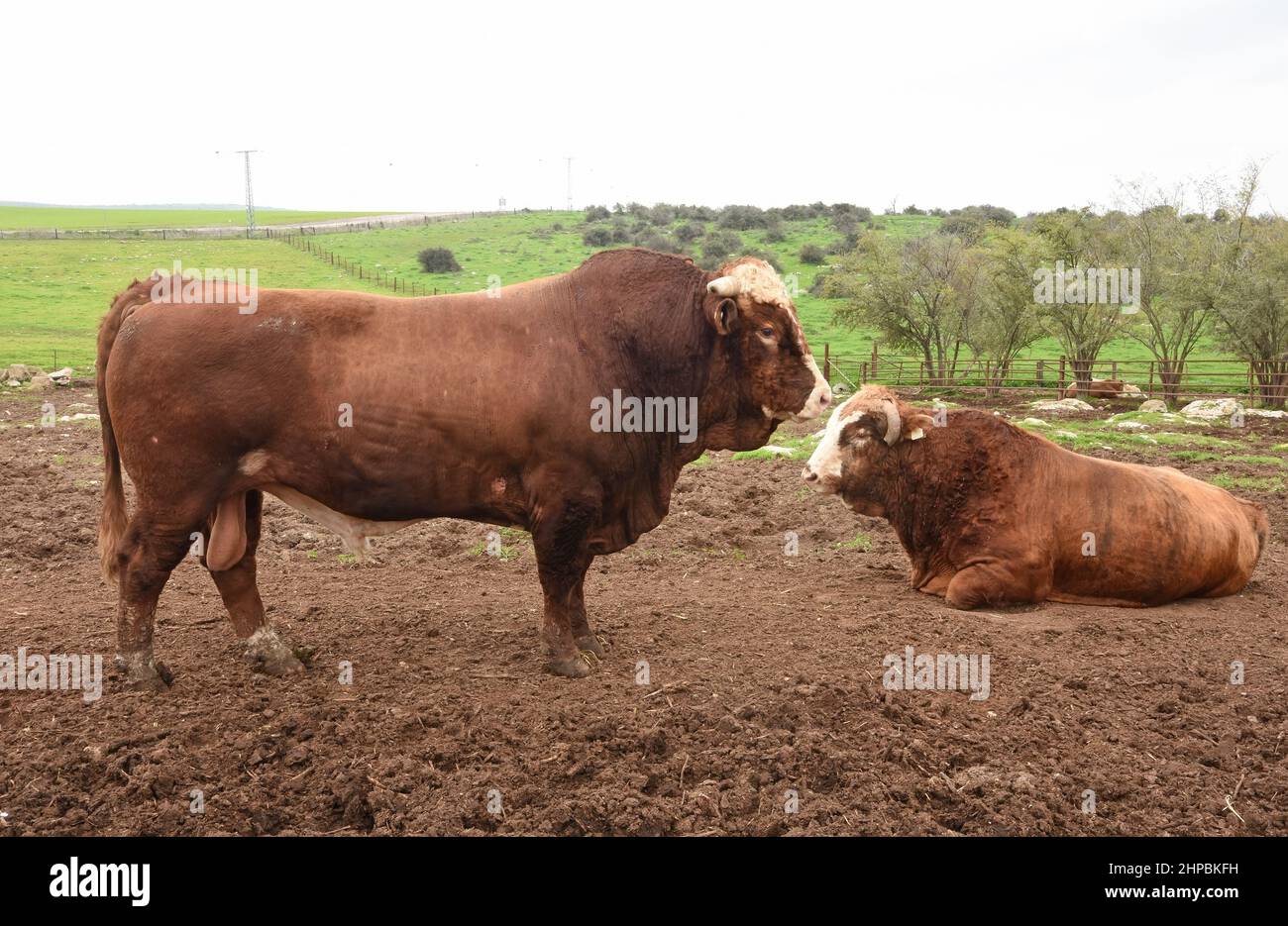 Bulls resting in a fenced closure. Stock Photo