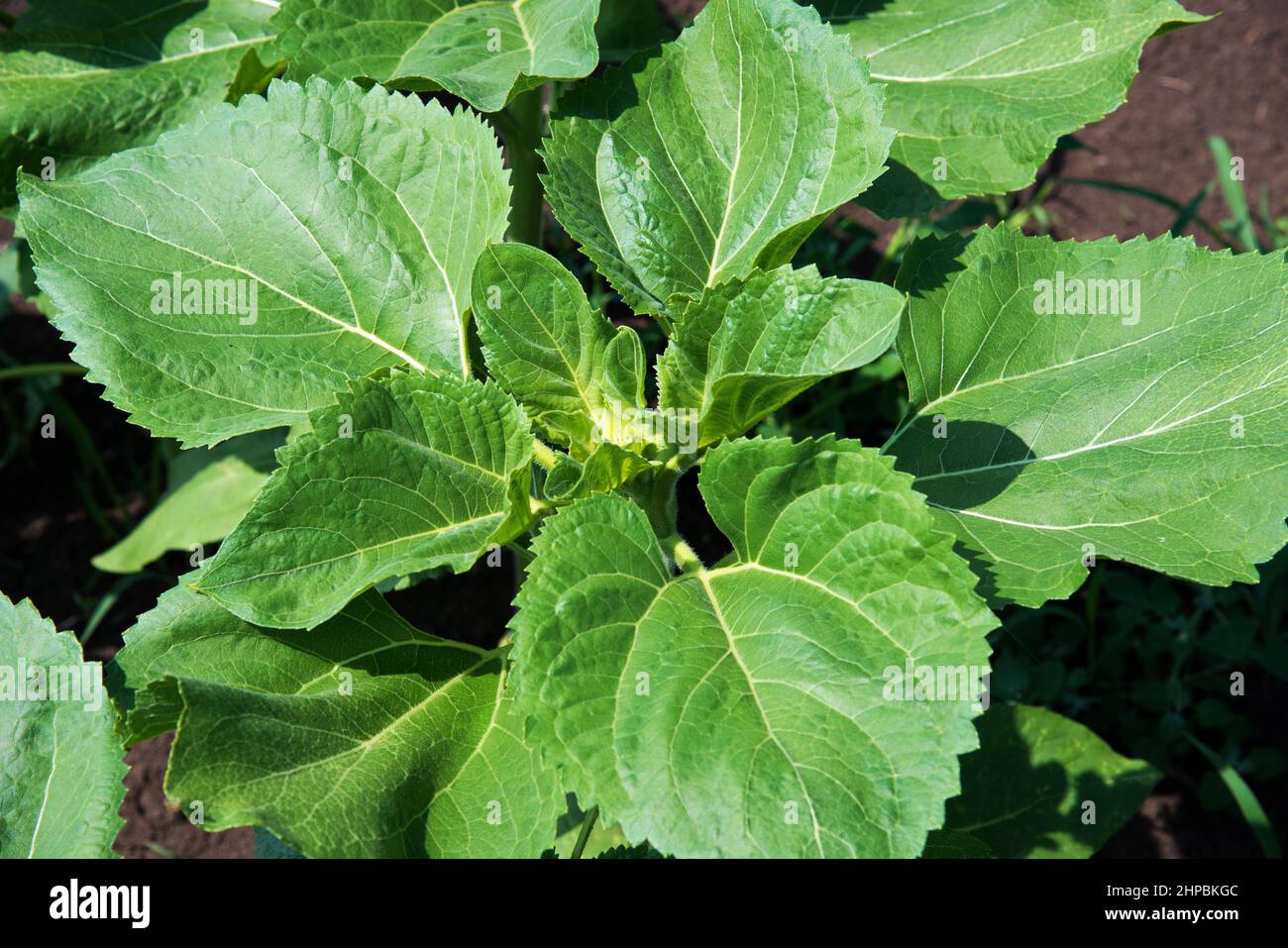 Rows of young sunflower plants on the field early in the spring