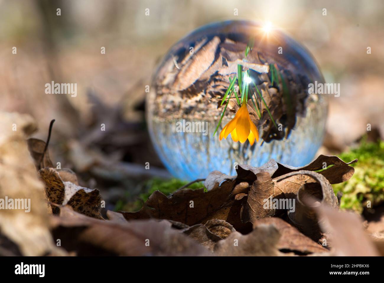 Close up of blooming crocus in a spring forest - upside down reflection in a lens ball - selective focus, copy space Stock Photo