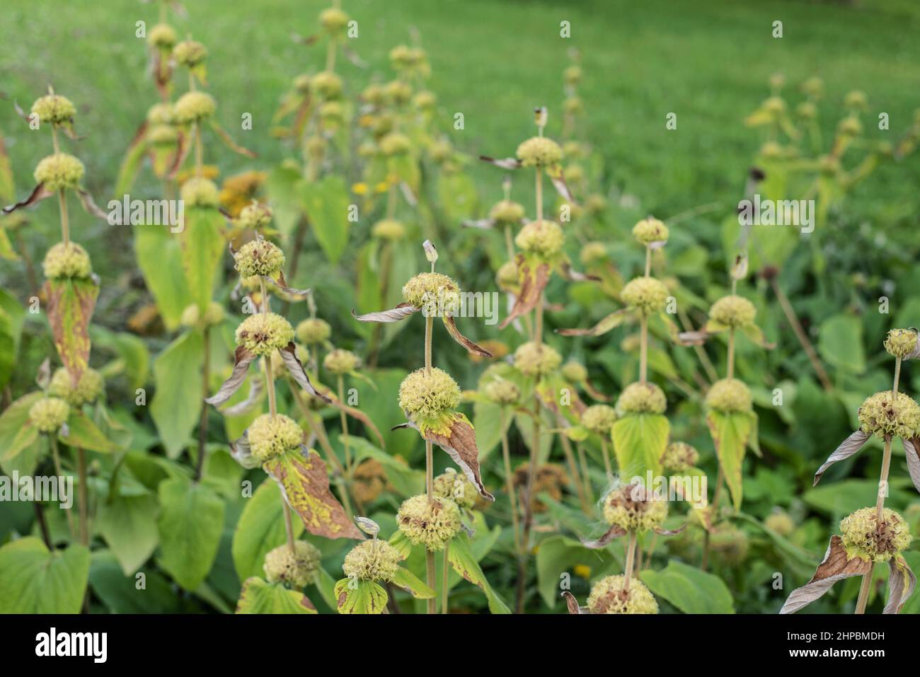 a flower bed with jerusalem sage with decorative empty whorls in summer Stock Photo