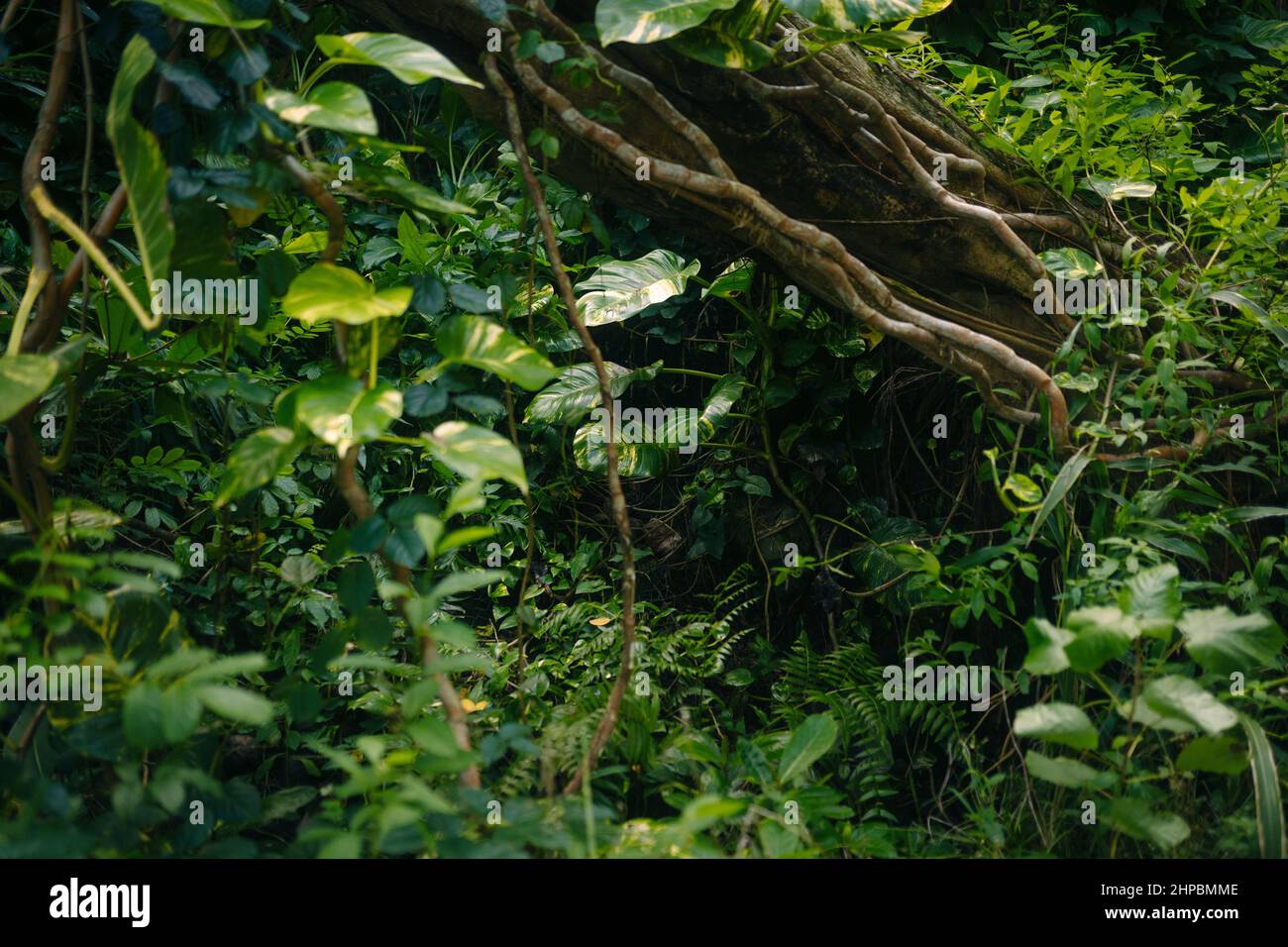 A closeup shot of green tropical plants and trees growing in the lush
