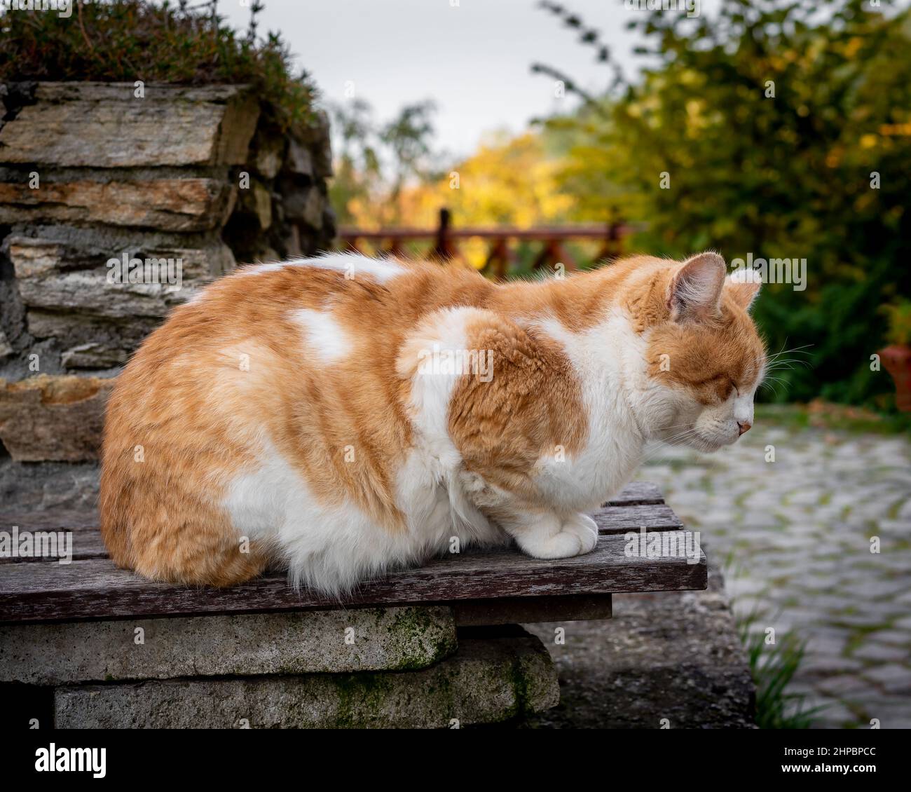 Ginger cat napping on a bench, stray cat meditating Stock Photo