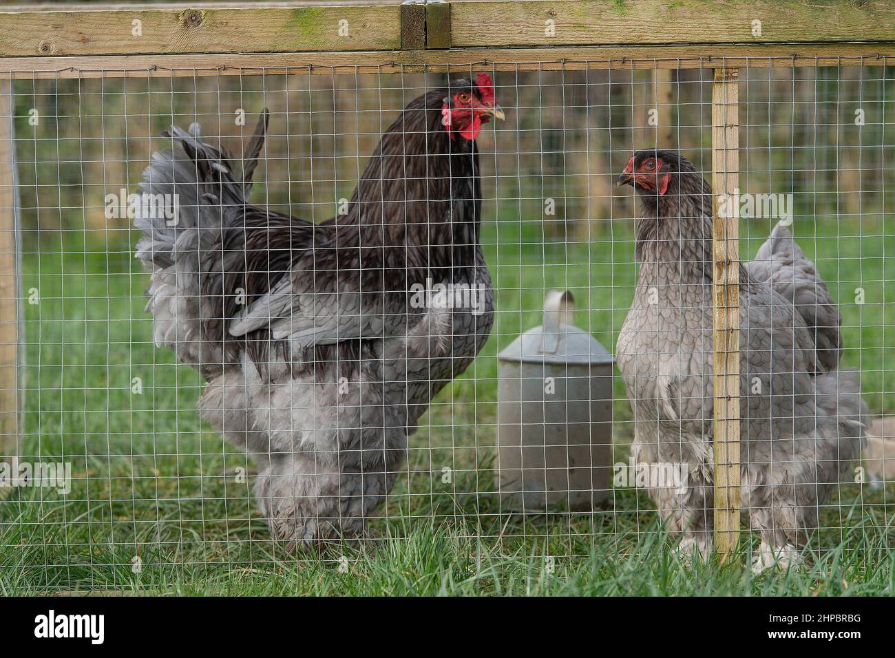 pair of blue Brahma chickens in a chicken coop Stock Photo
