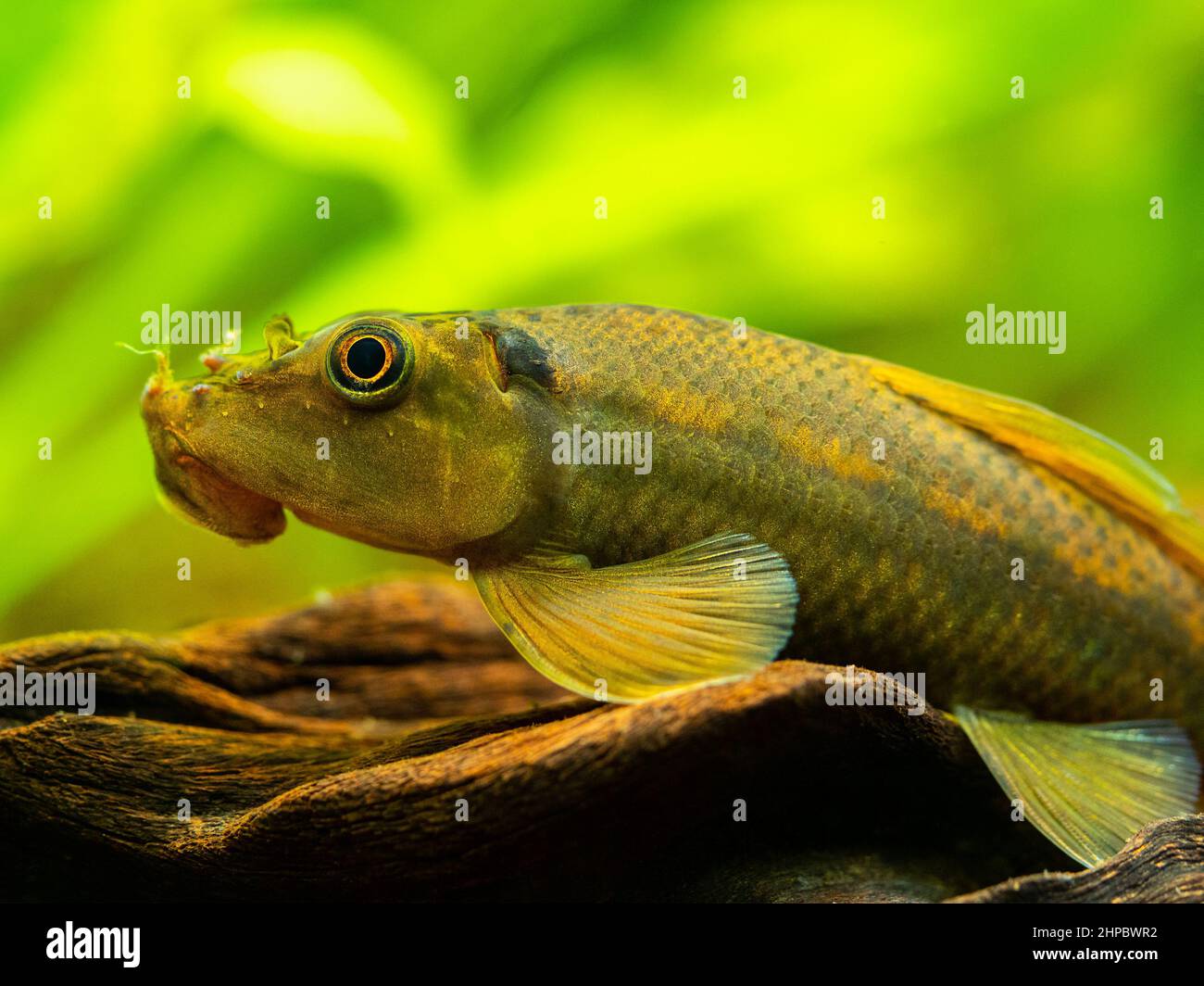 Macro close up of a Chinese Algae Eater (Gyrinocheilus aymonieri) in fish tank with blurred background Stock Photo