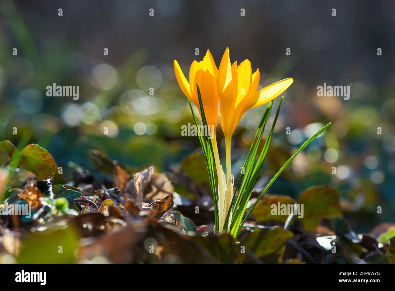 Sprouting crocus in spring garden - selective focus, copy space Stock Photo