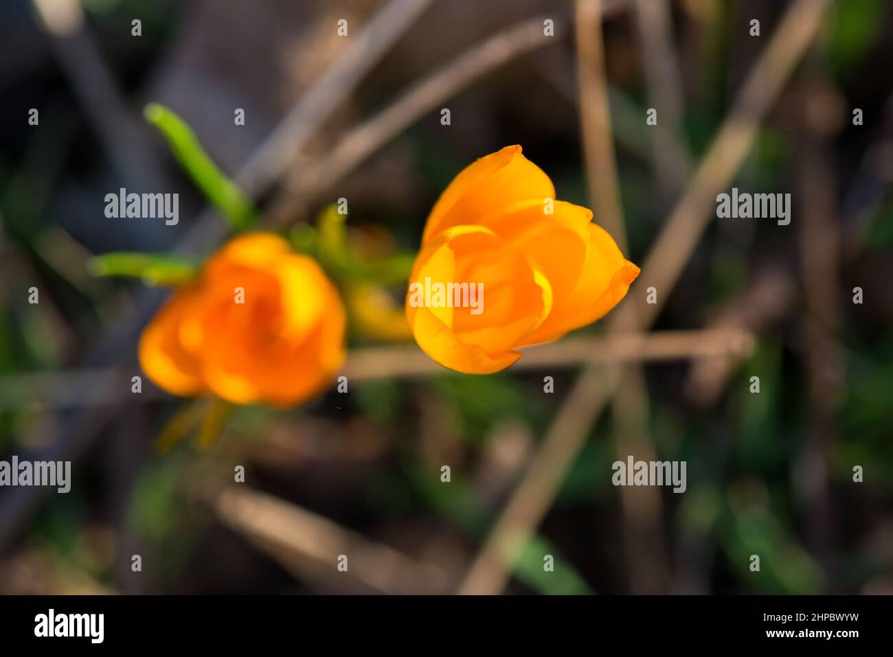 Sprouting crocus in spring garden - selective focus, copy space Stock Photo