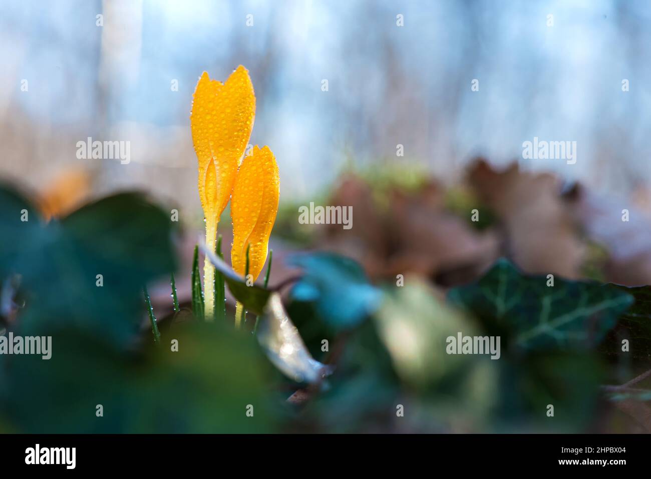 Sprouting crocus in spring garden - selective focus, copy space Stock Photo