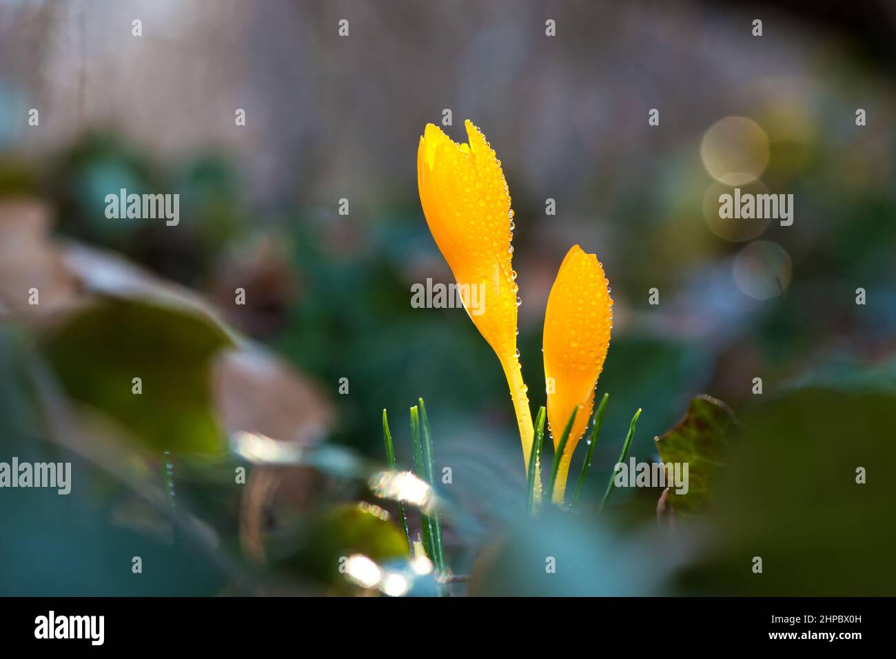 Sprouting crocus in spring garden - selective focus, copy space Stock Photo