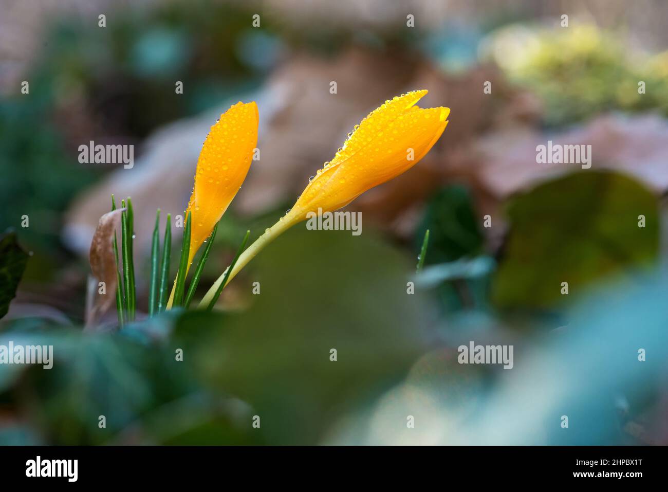 Sprouting crocus in spring garden - selective focus, copy space Stock Photo