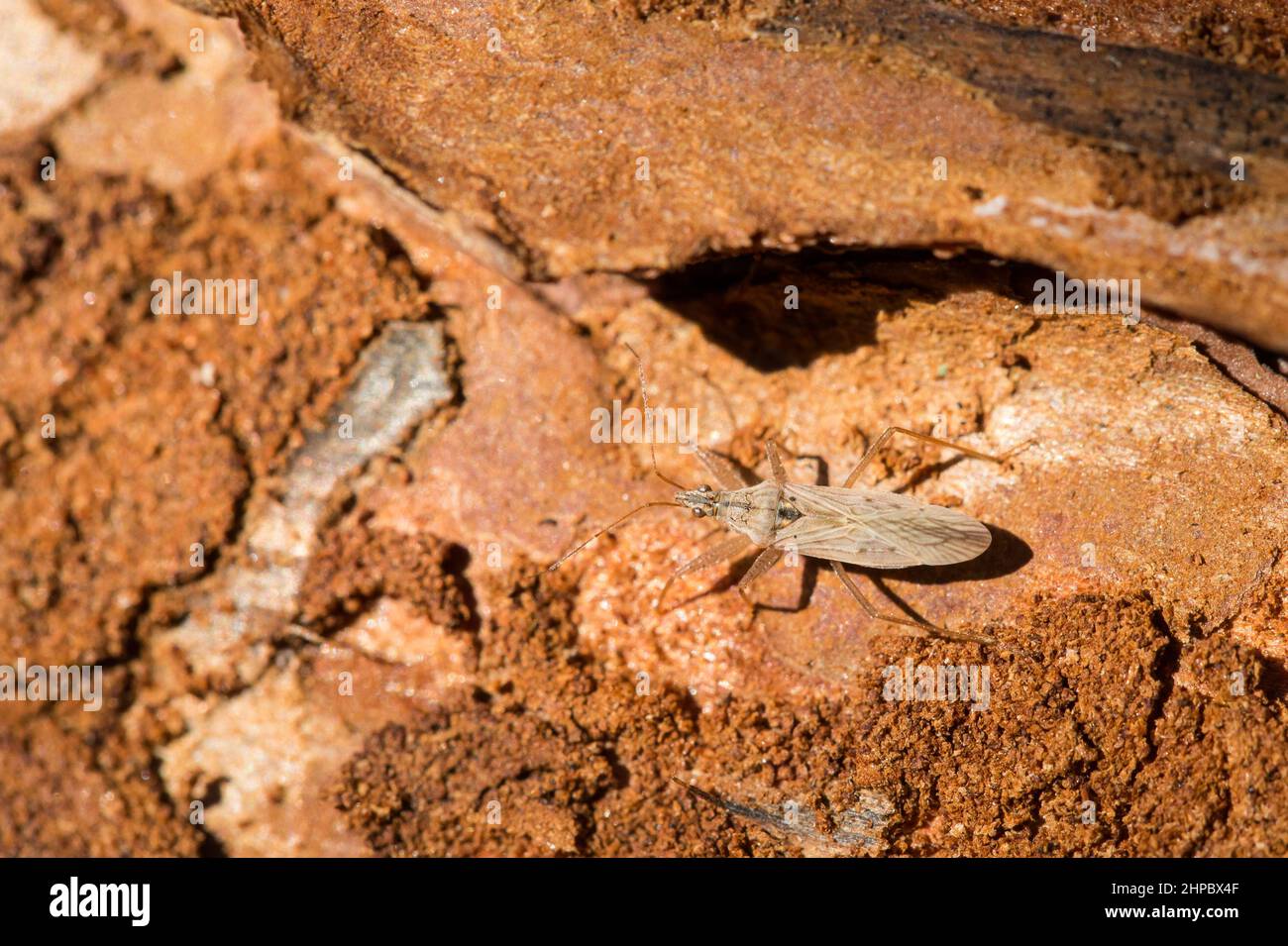 Damsel bug (Nabis ferus) Stock Photo
