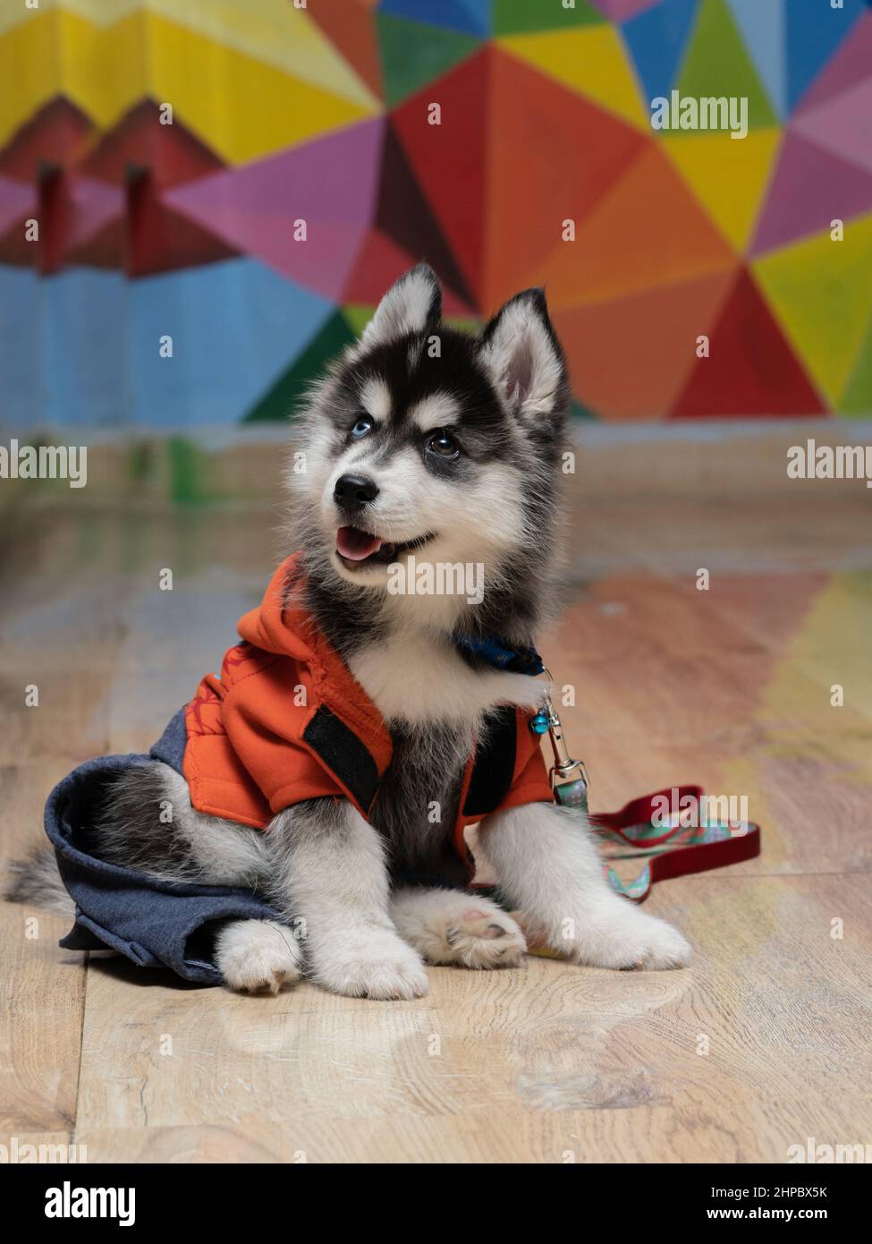 Baby husky hi res stock photography and images Page 25 Alamy