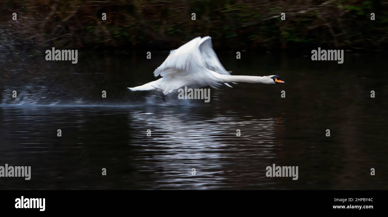 Swan Taking Off Over Water Stock Photo Alamy
