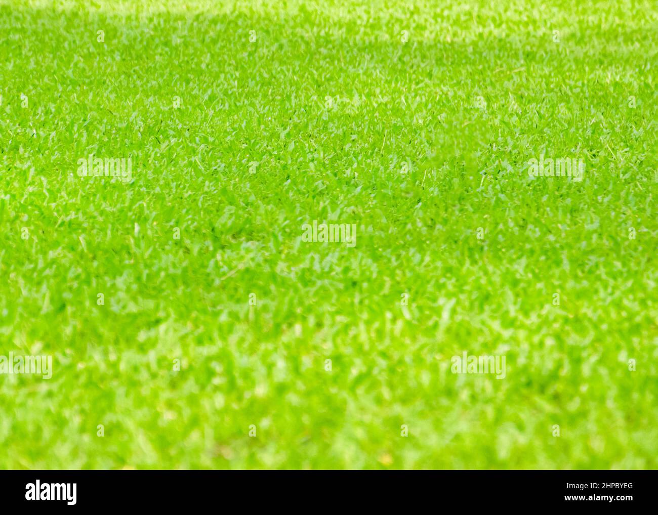 green bluer natural background - grass on the lawn, mowed lawn. Stock Photo