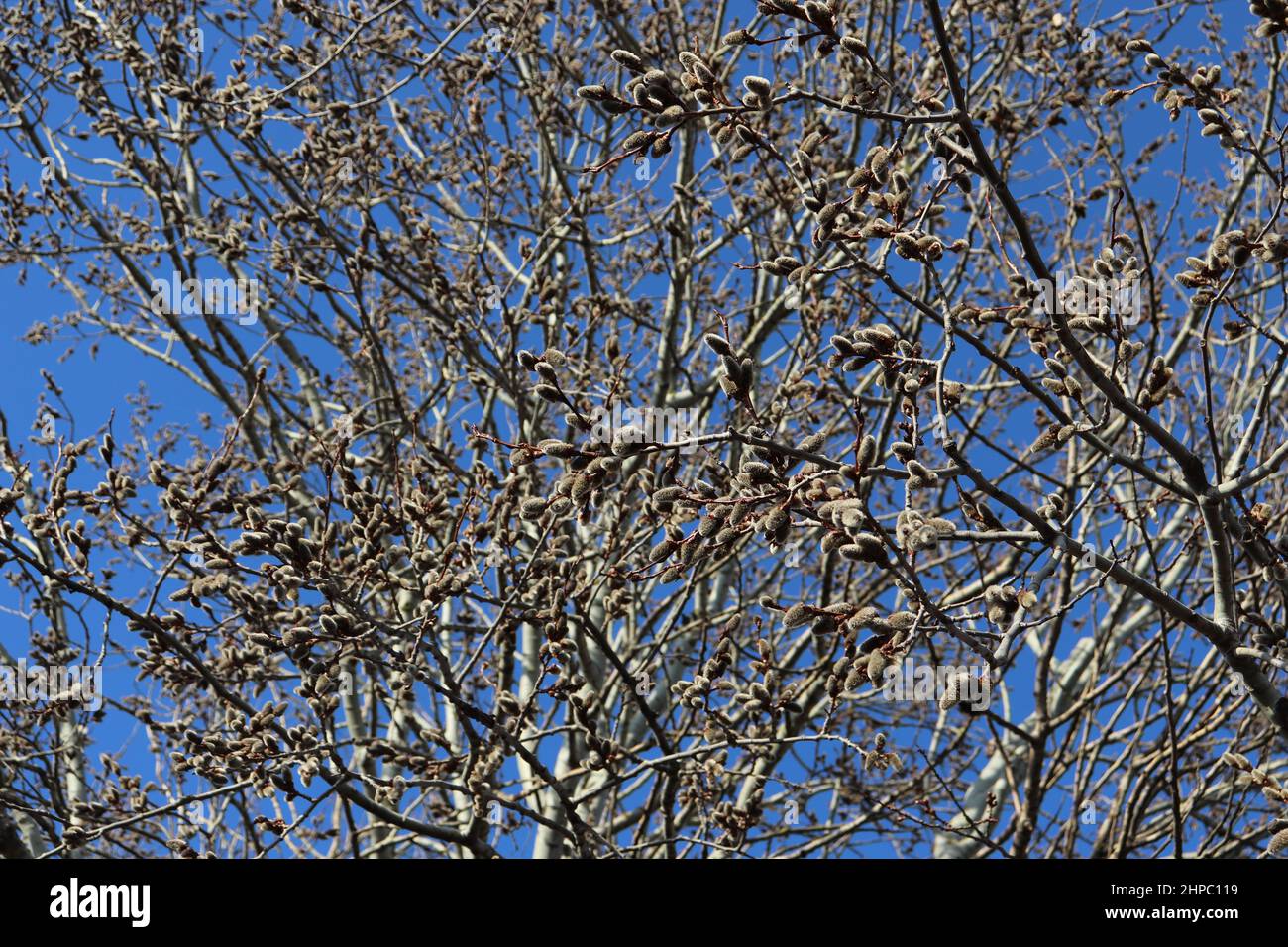 Willow tree catkins in spring against the blue sky. Stock Photo