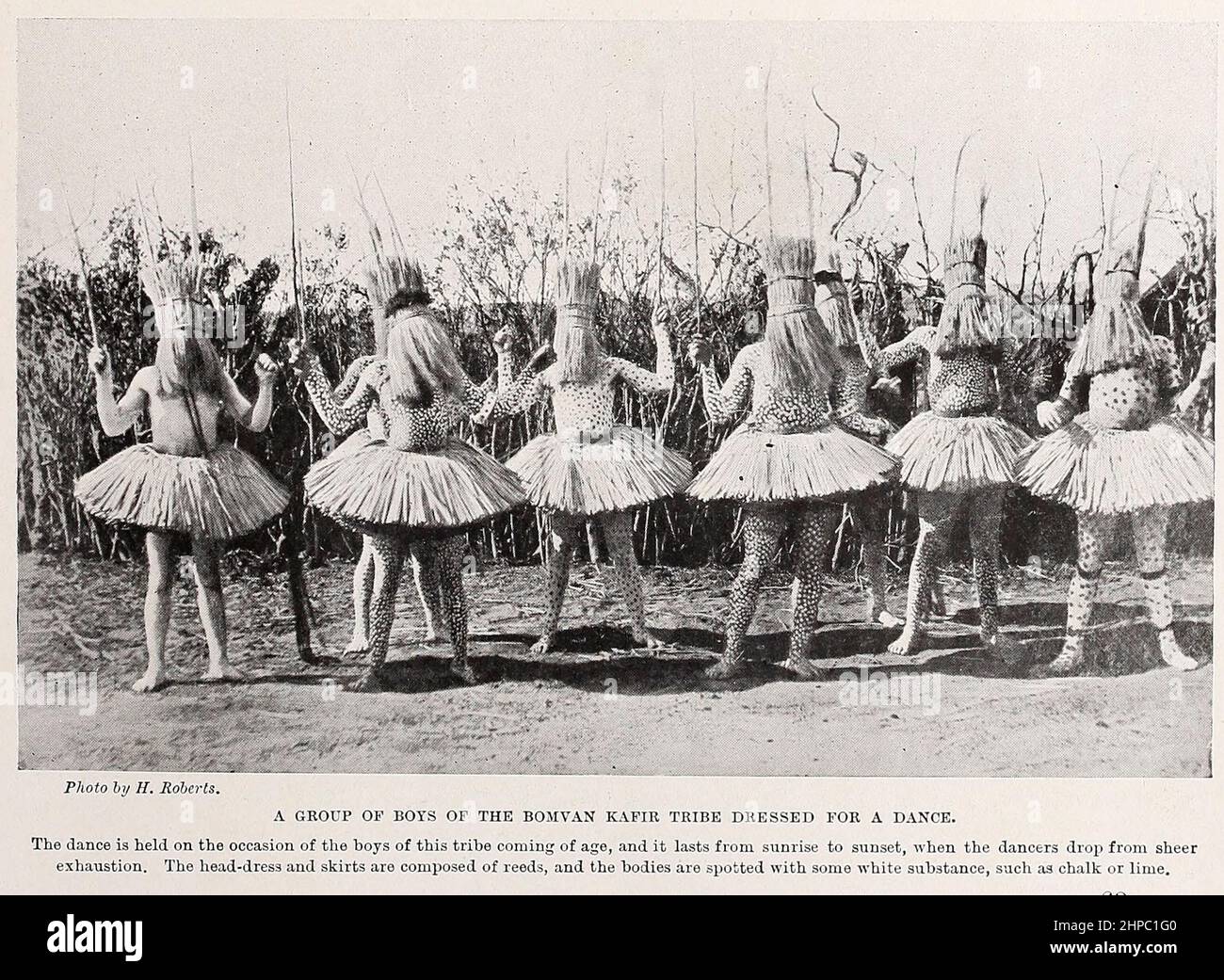 A GROUP OF BOYS OF THE BOMVAN KAFIR TRIBE DRESSED FOR A DANCE. The dance ia held on the occasion of the boys of this tribe coming of age, and it lasts from sunrise to sunset, when the dancers drop from sheer exhaustion. The head-dress and skirts are composed of reeds, and the bodies are spotted with some white substance, such as chalk or lime. from the book ' The living races of mankind ' a popular illustrated account of the customs, habits, pursuits, feasts & ceremonies of the races of mankind throughout the world by Sir Harry Hamilton Johnston, and Henry Neville Hutchinson Published in Londo Stock Photo