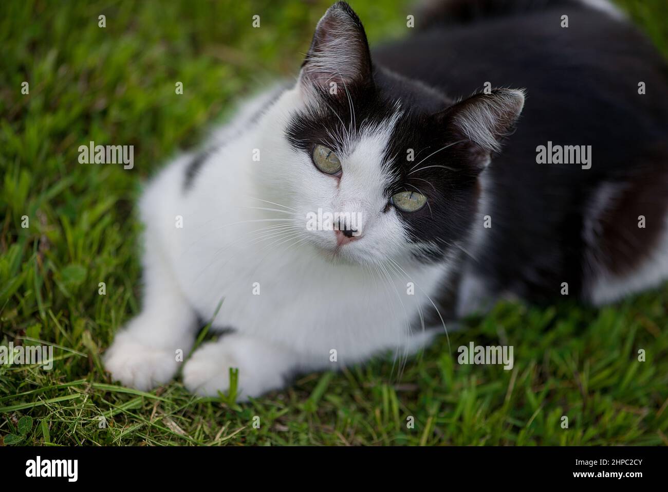 Closeup shot of a black and white cat in the green garden Stock Photo ...