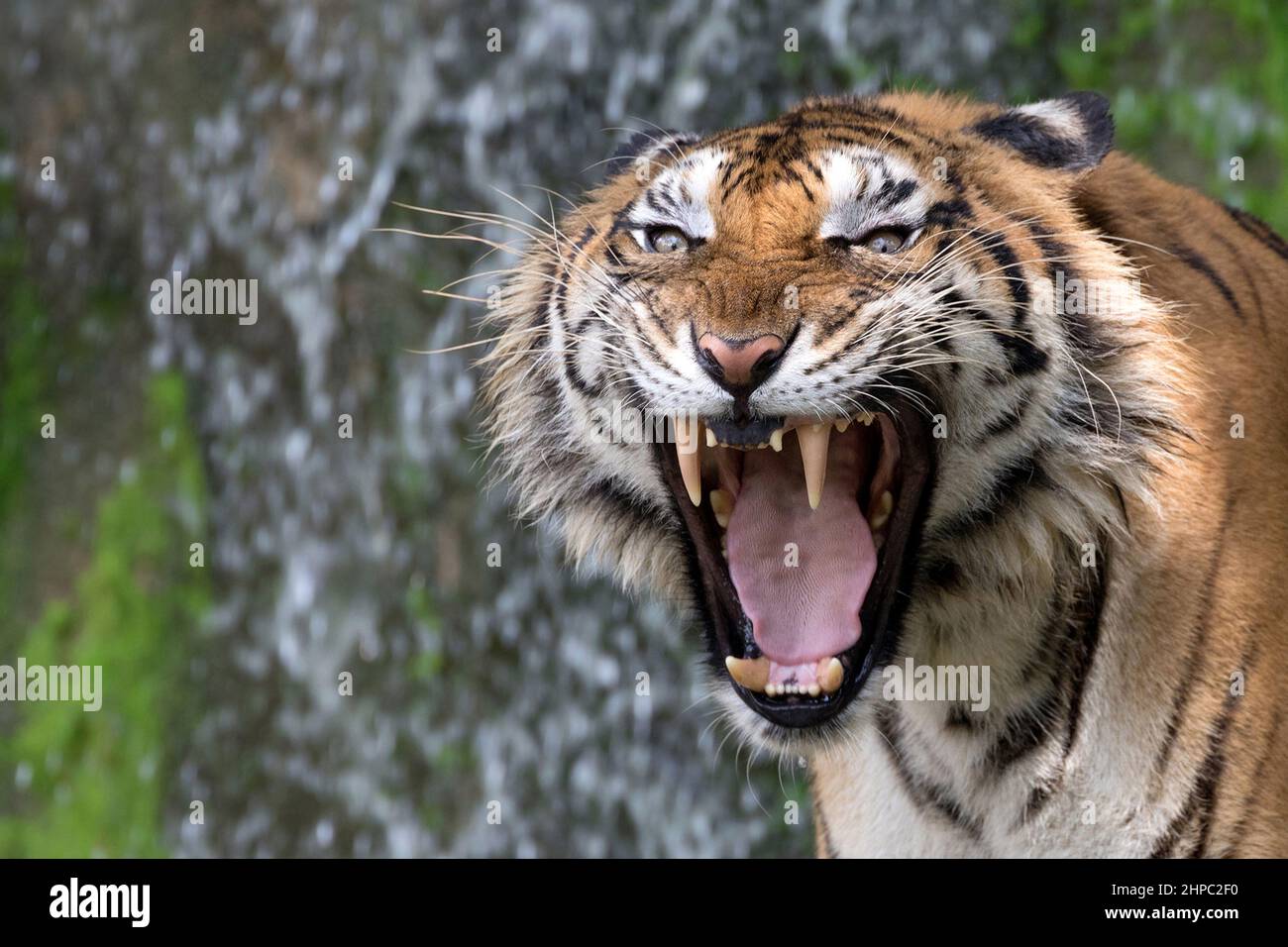 Asian tigers are roaring in a natural atmosphere. Stock Photo