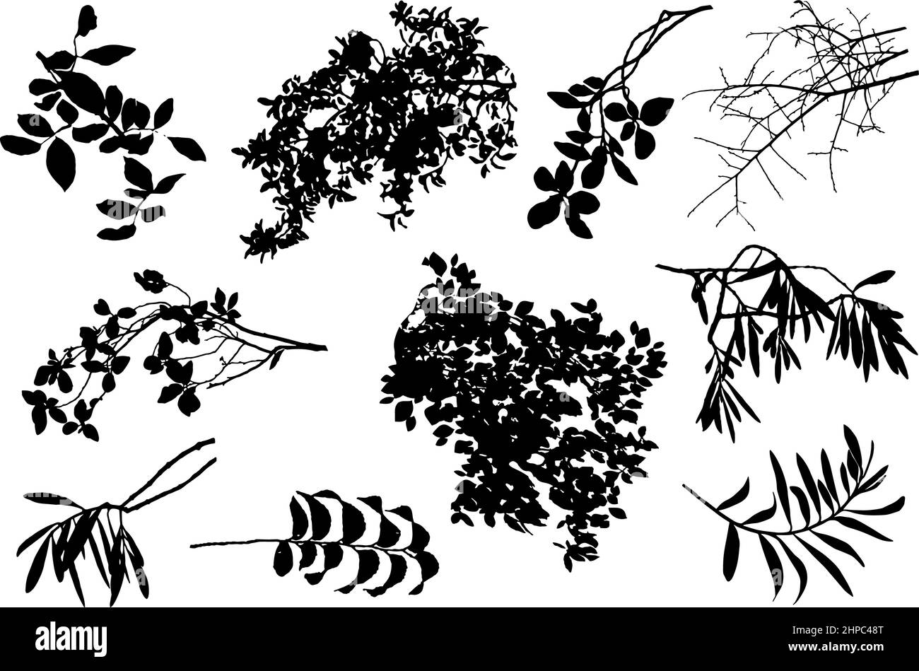 Hand drawn botanical sketch with plants and flowers. For print, card, wrapping and other natural herbal design.Ink sketch lack and white Stock Vector