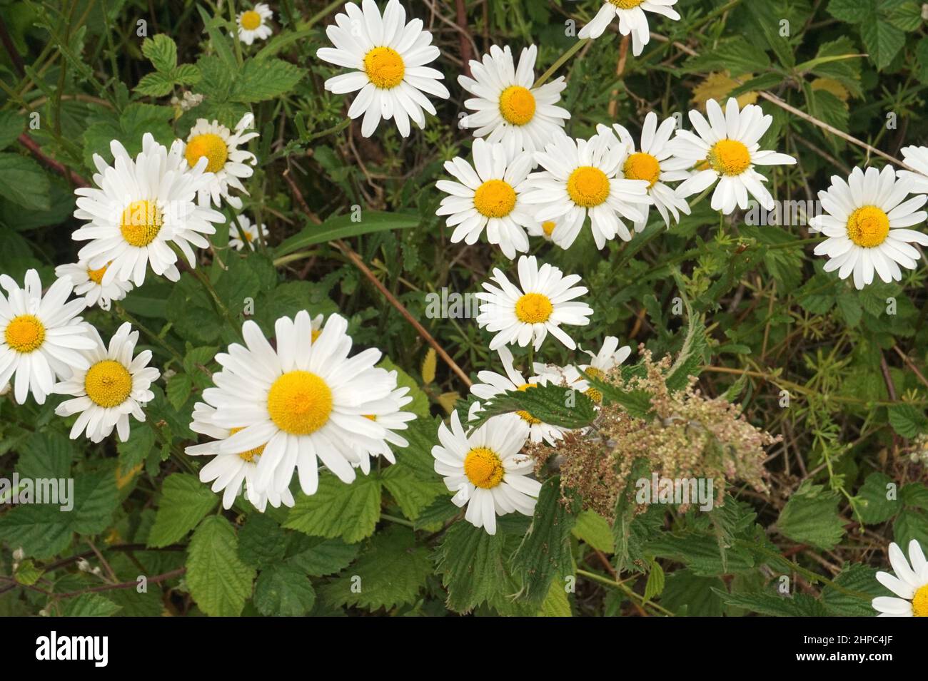 Wild daisies, UK Stock Photo